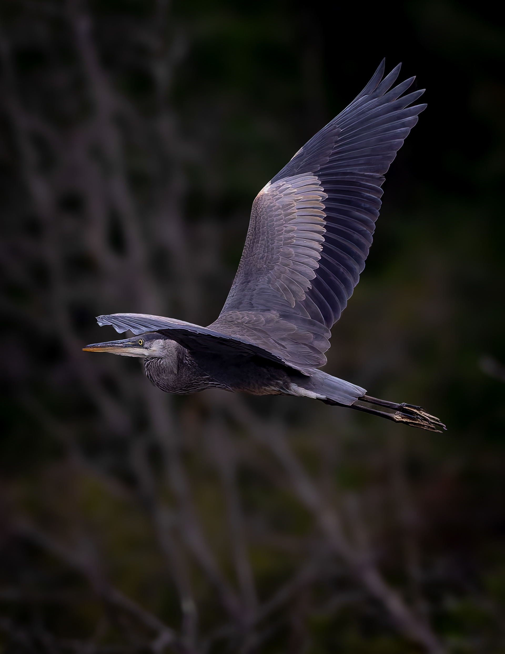 Great Blue Heron No10 - August 30, 2026