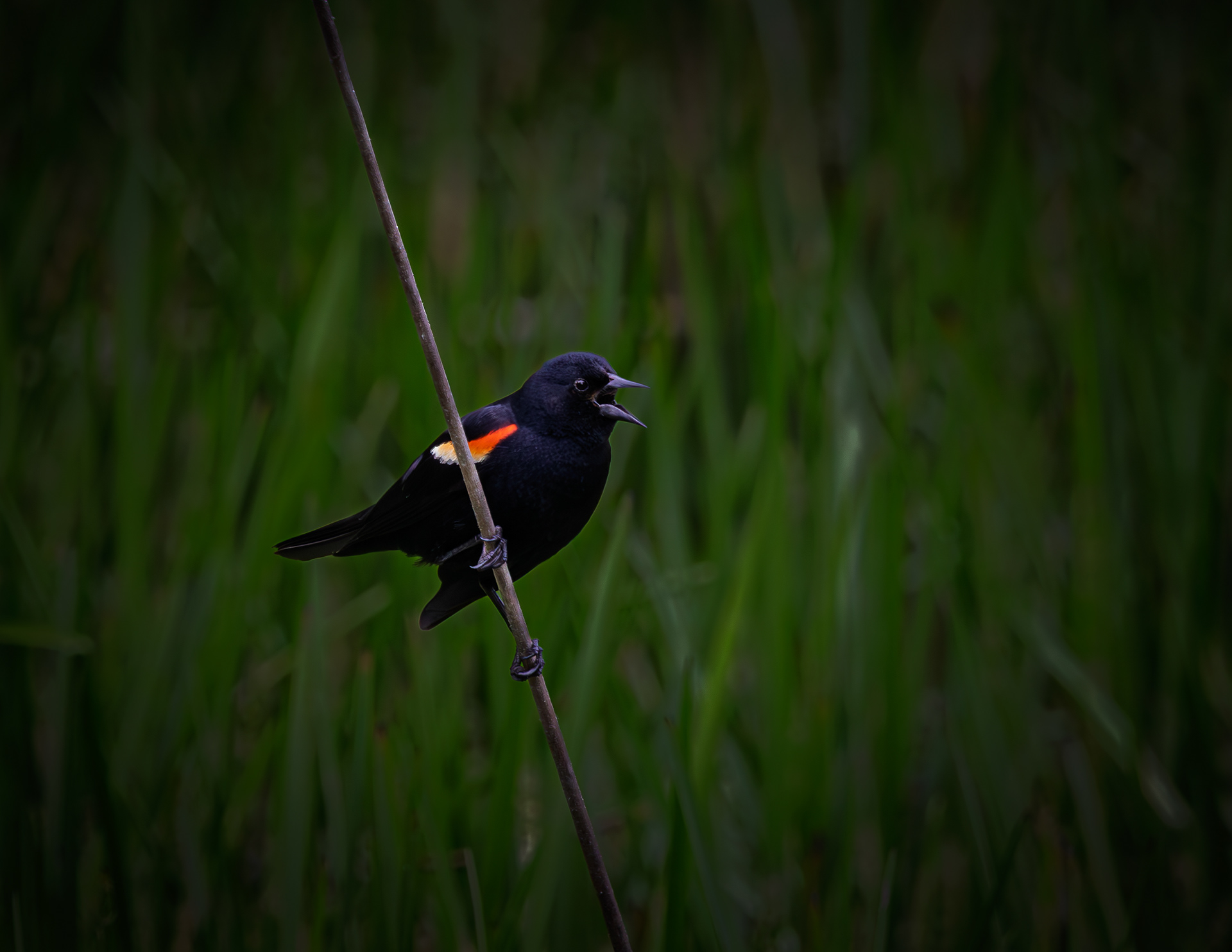 Male Red-winged Blackbird - June 13, 2025