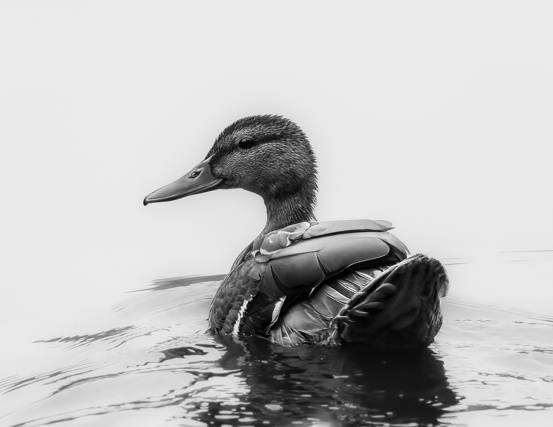 Mallard Hen No2