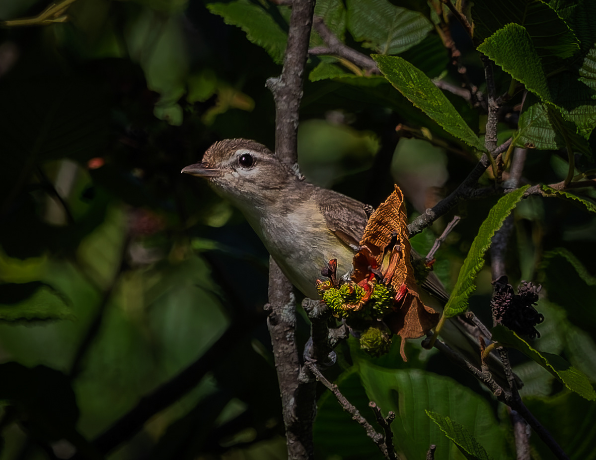 Carolina Wren