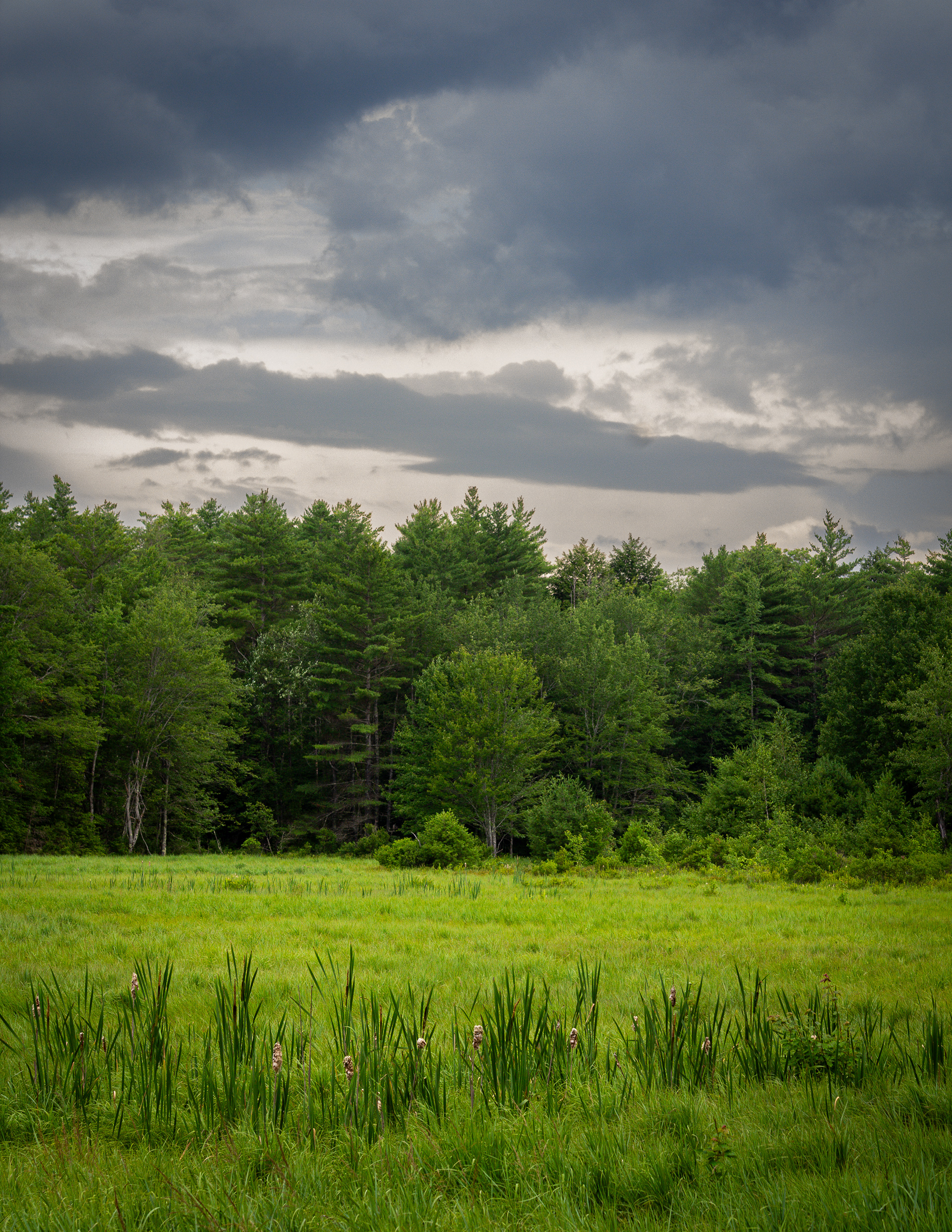 Marsh at Jones Farm No2
