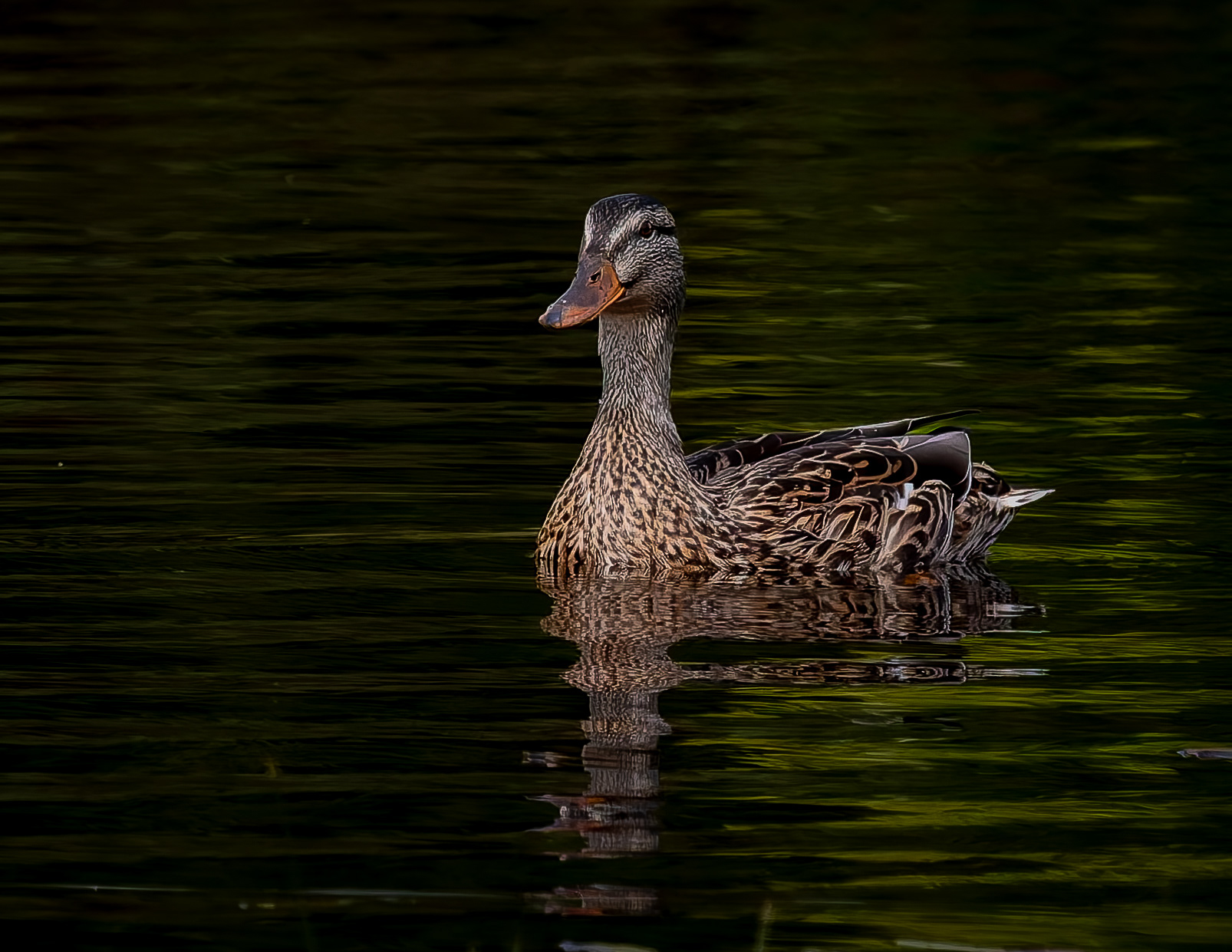 Mallard Hen