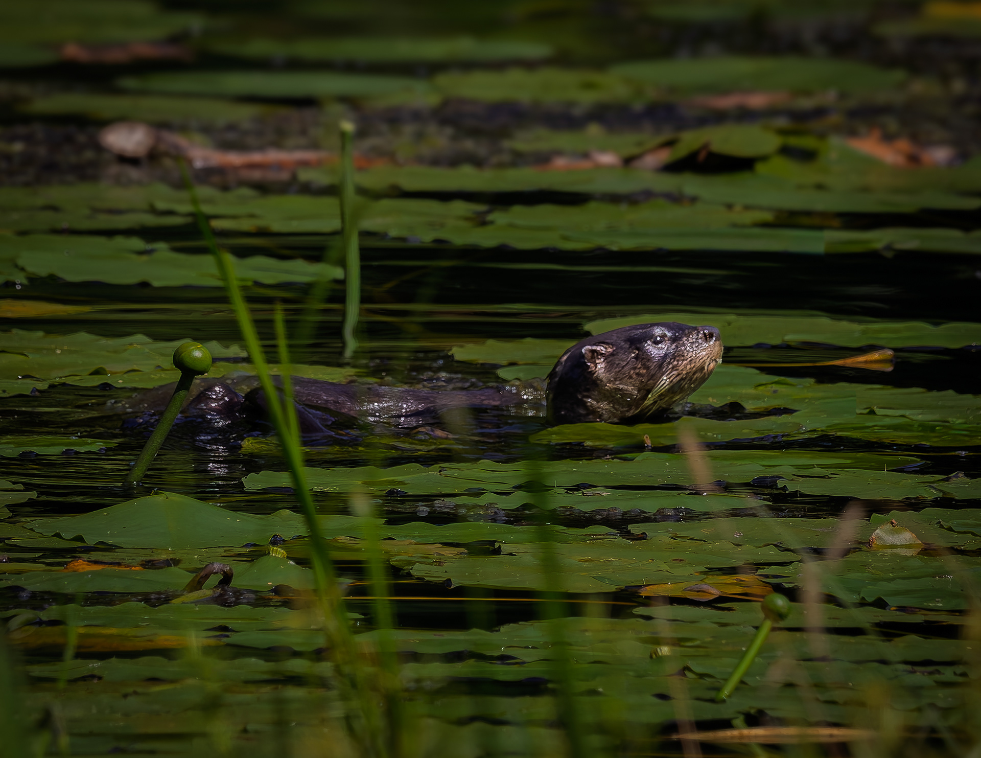 River Otter