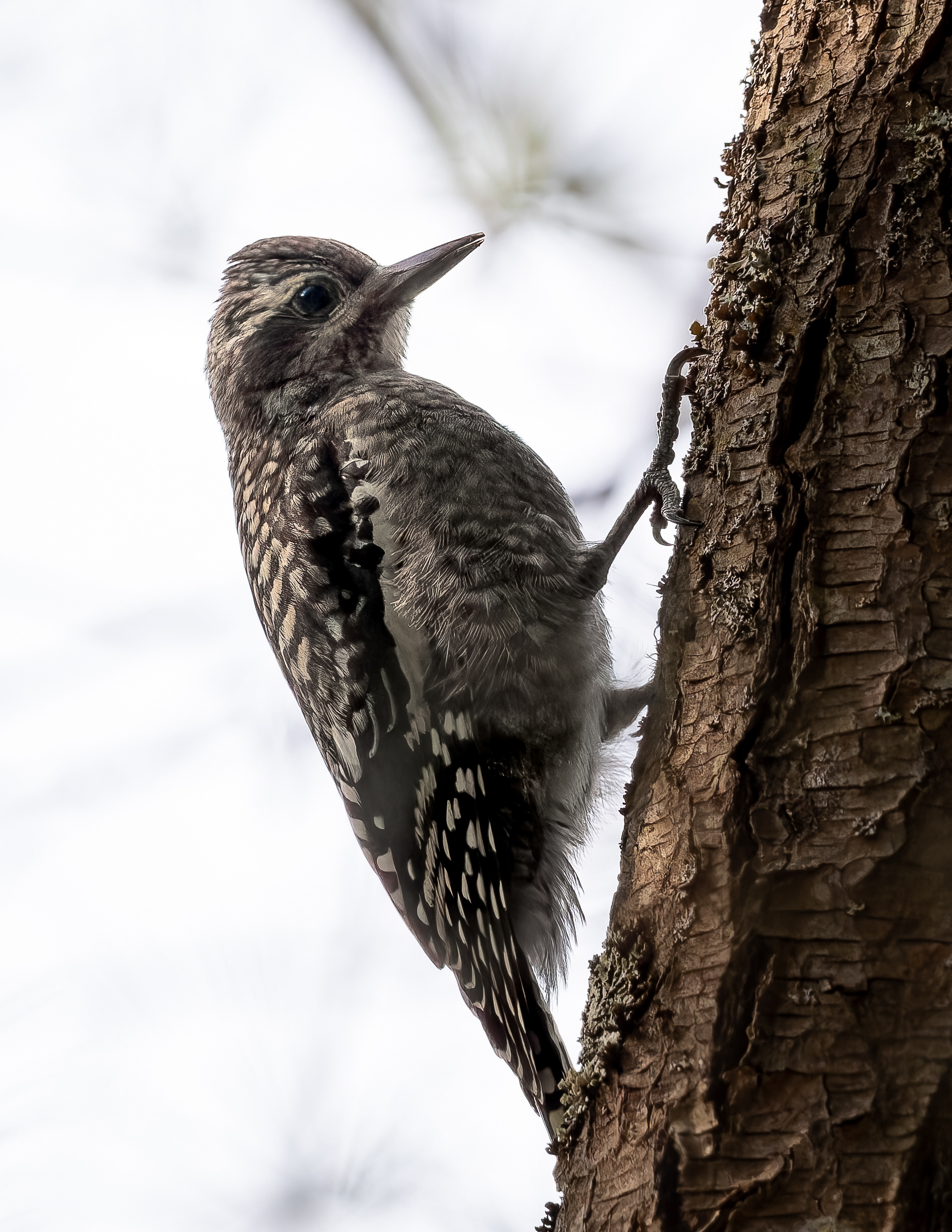 Juvenile Yellow-bellied Sapsucker - July 20, 2026