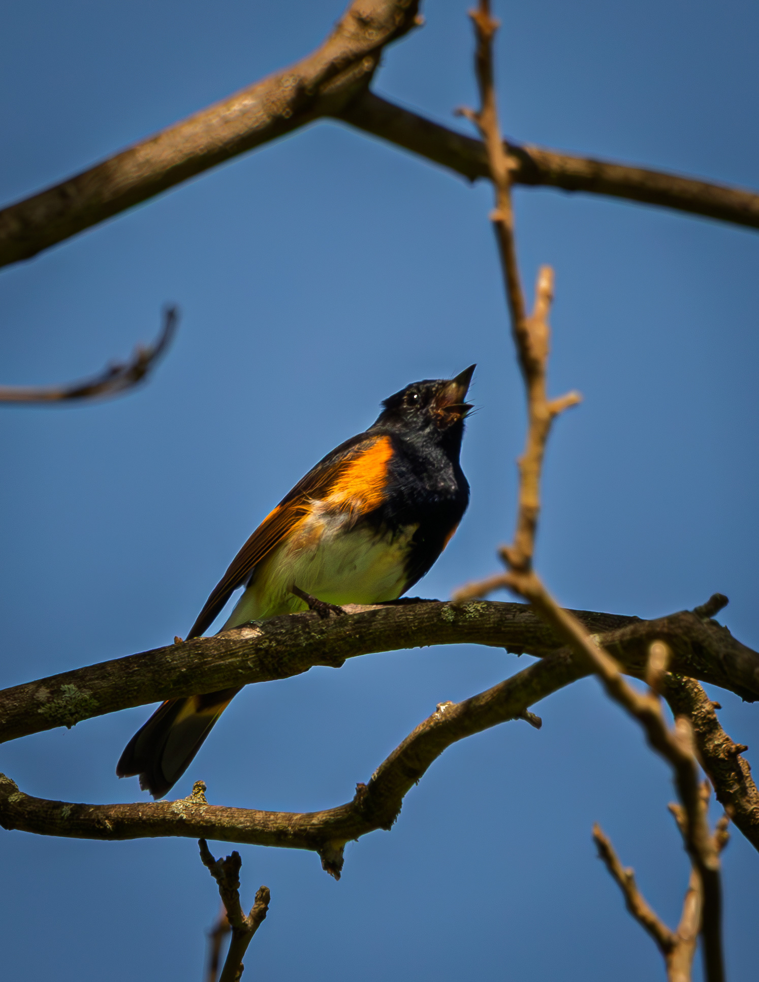 Male American Redstart - May 26, 2026