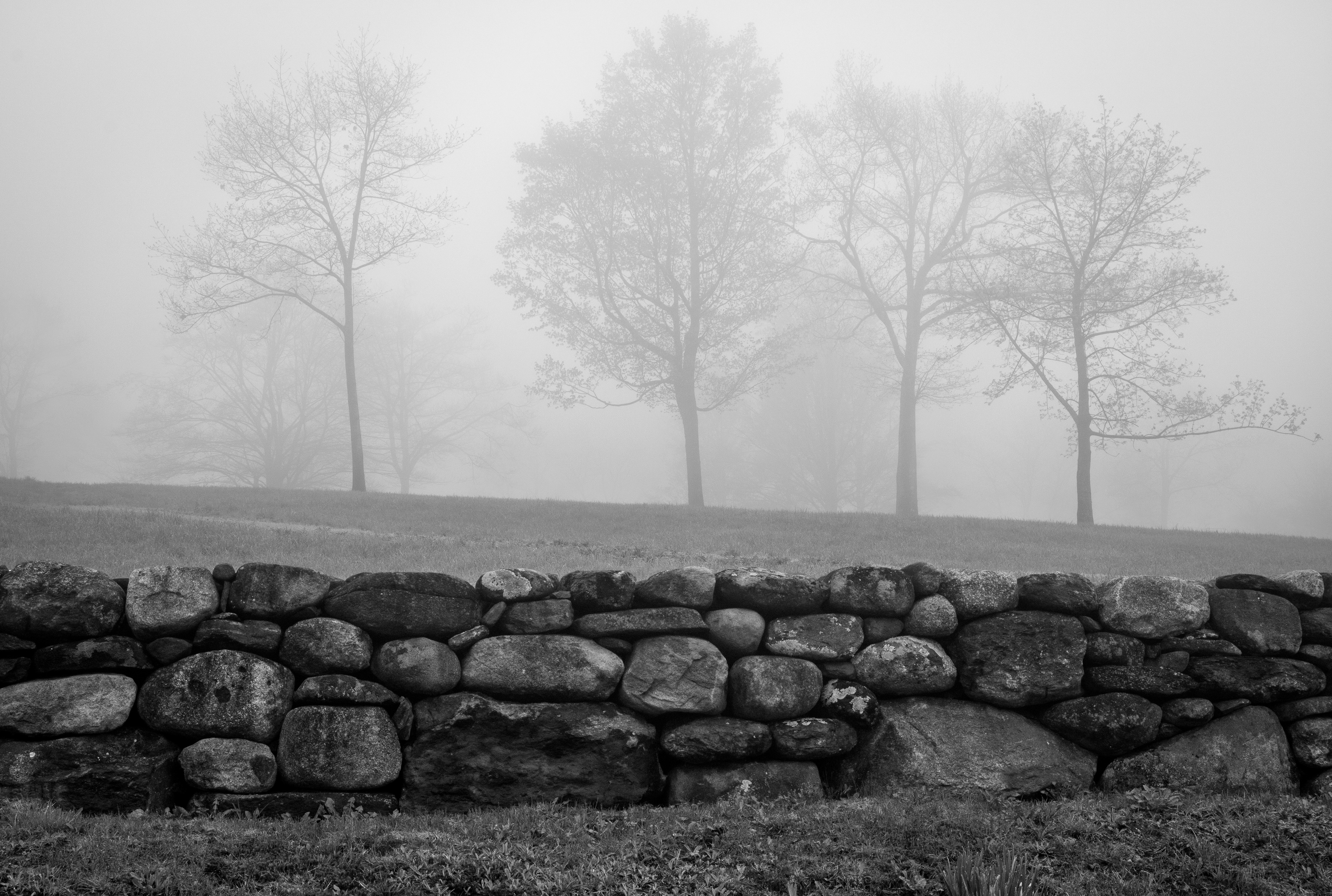 Trees in the Mist at Frisky Hill No1