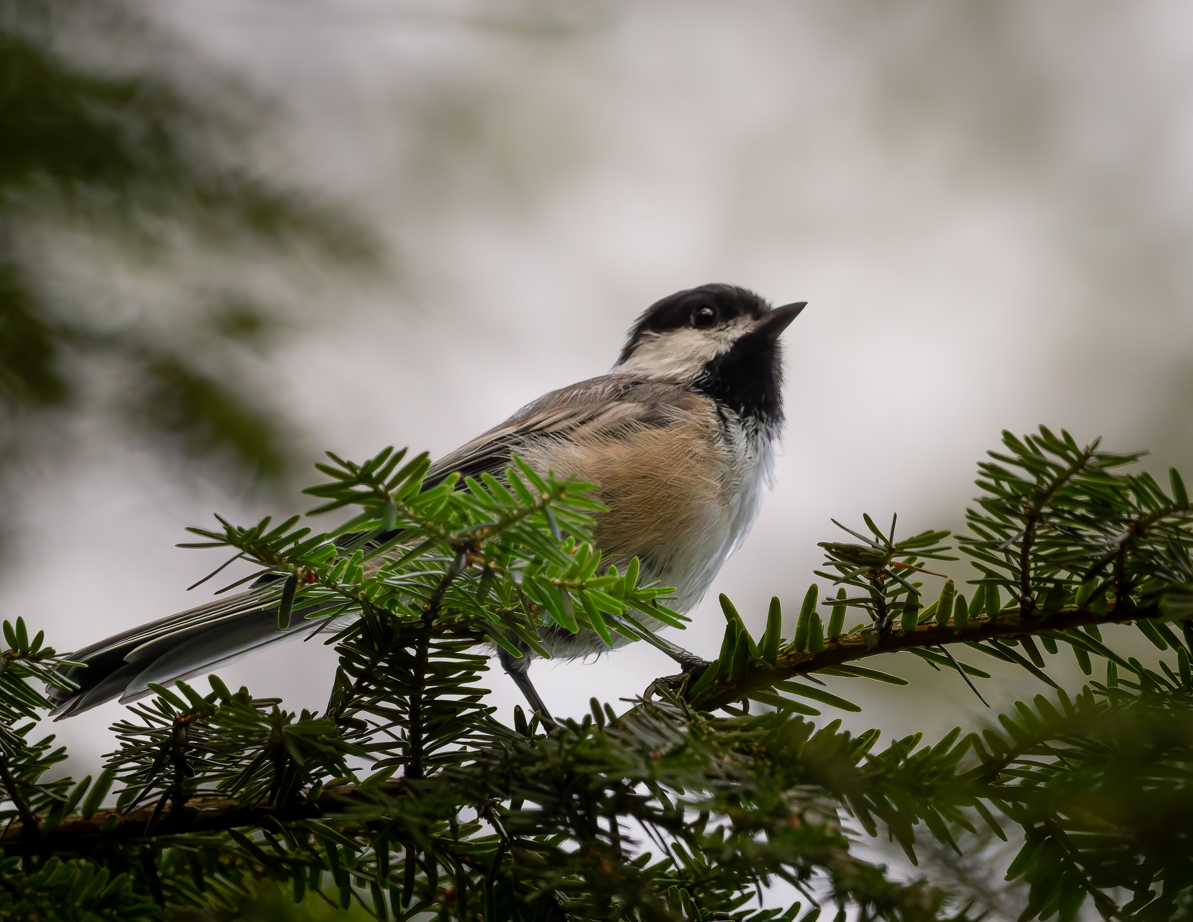 Chickadee