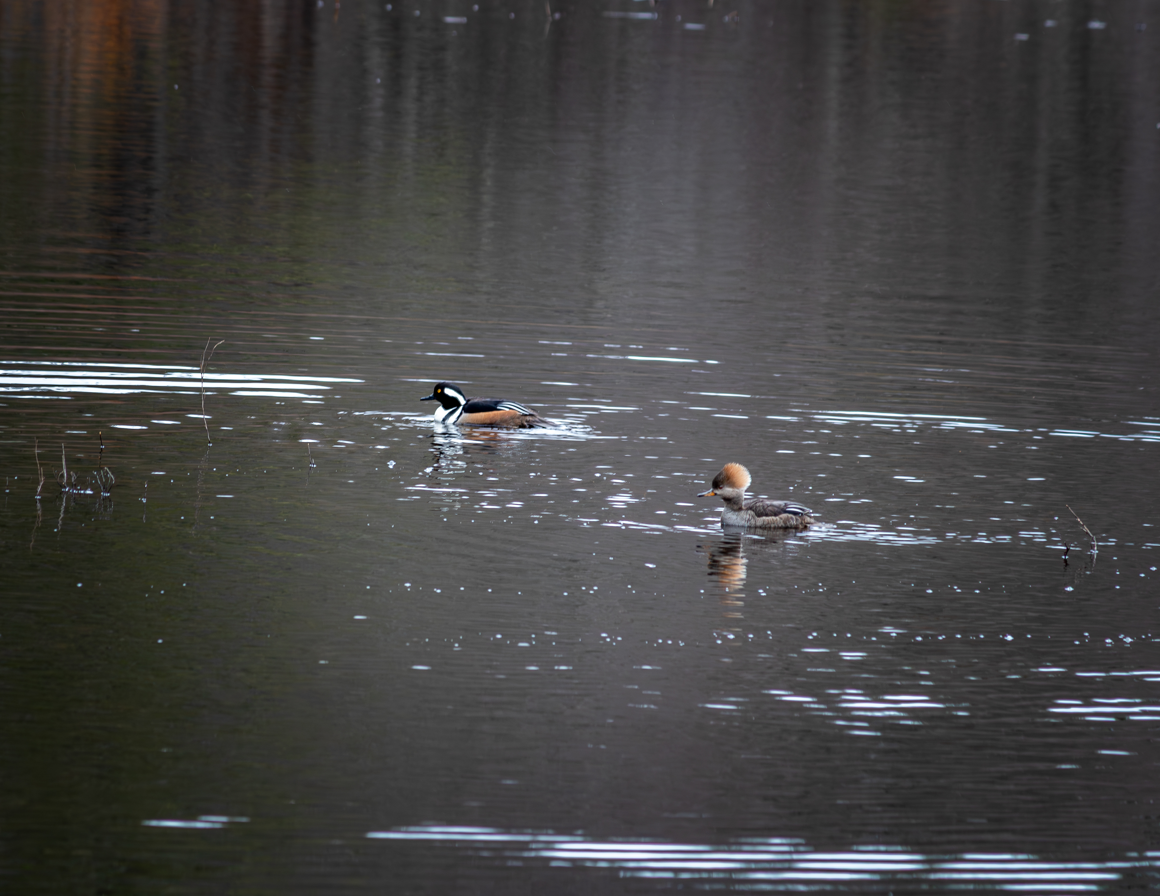 Hooded Merganser Pair