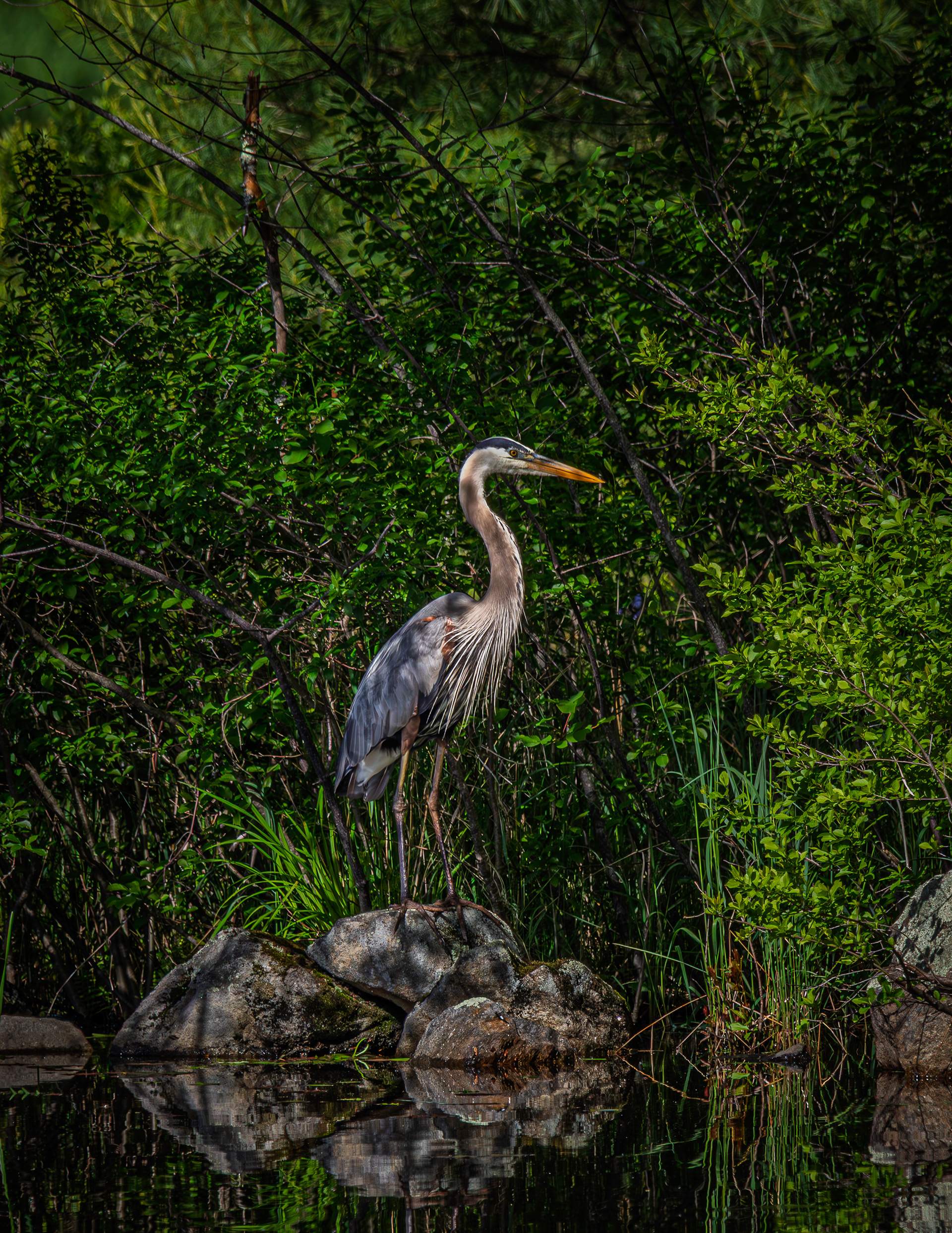 Great Blue Heron No1