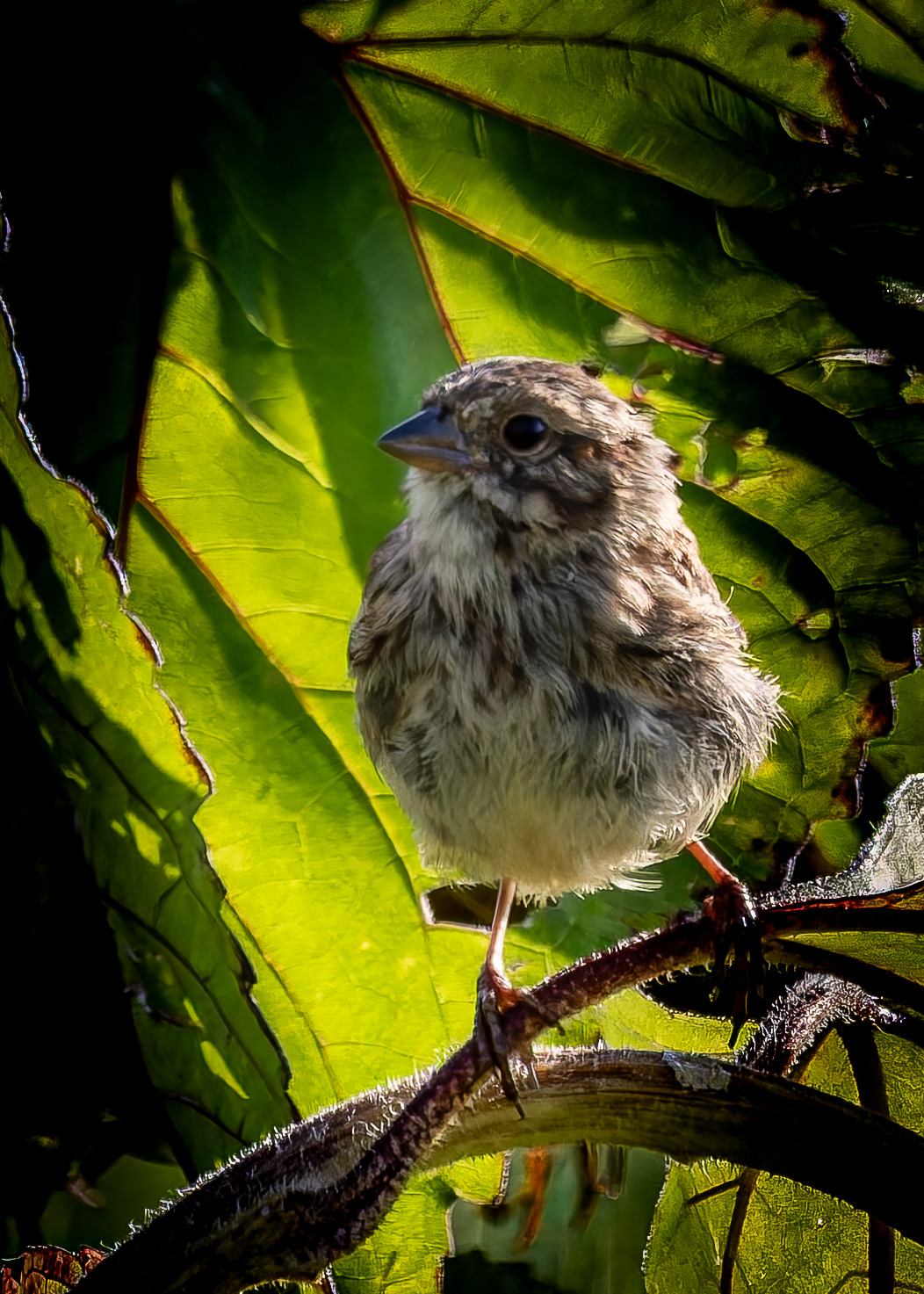 Song Sparrow - September 16, 2026