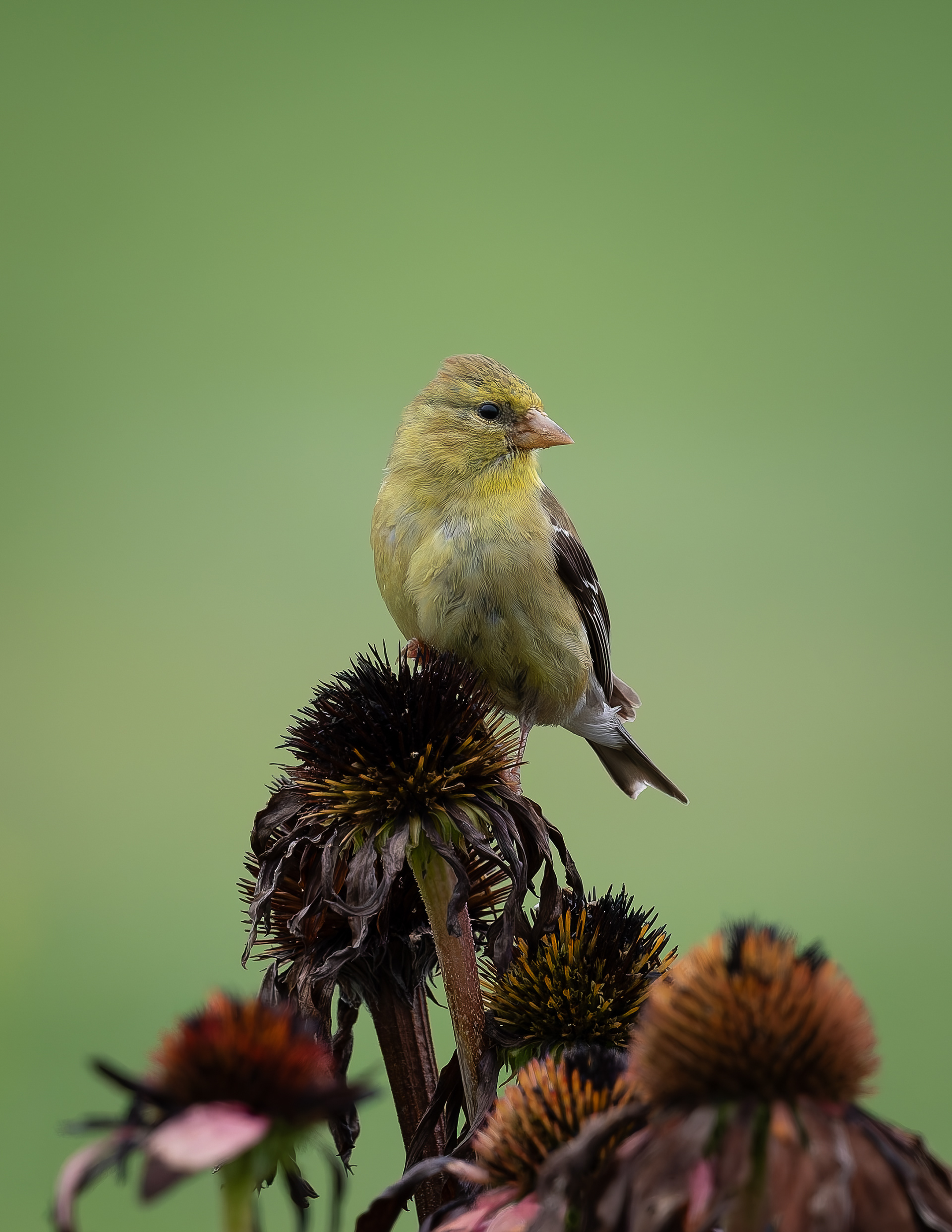 Female Goldfinch