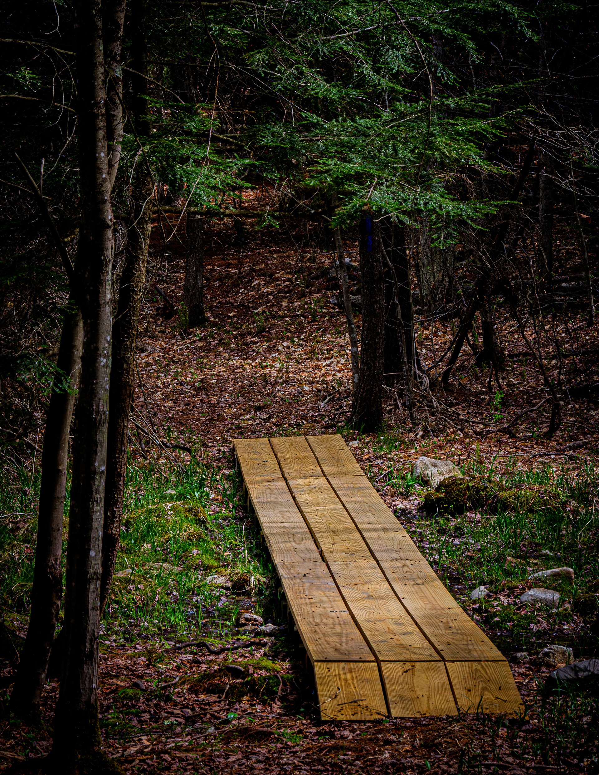 Beaver Woods Trail in Color