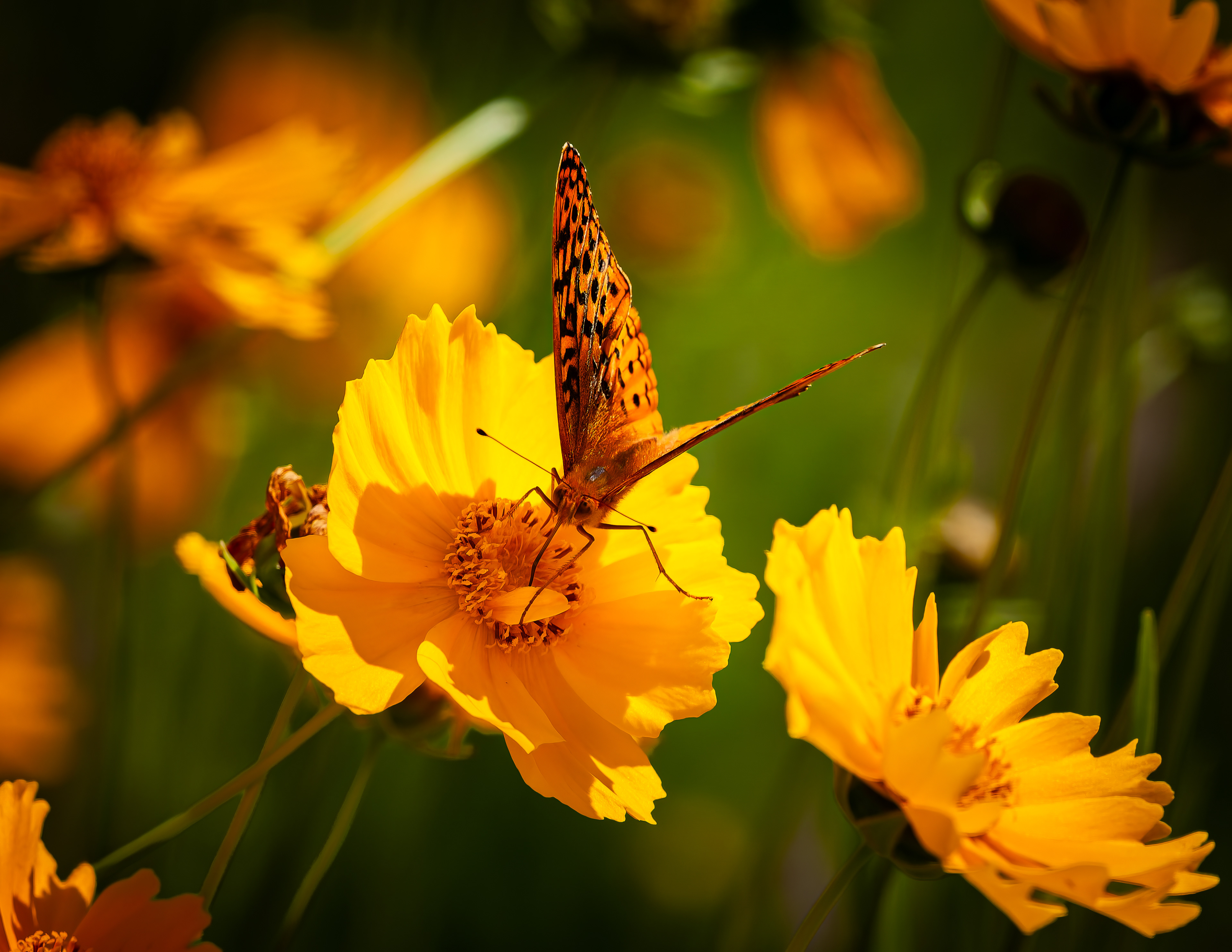 Great Spangled Fritillary Butterfly No3