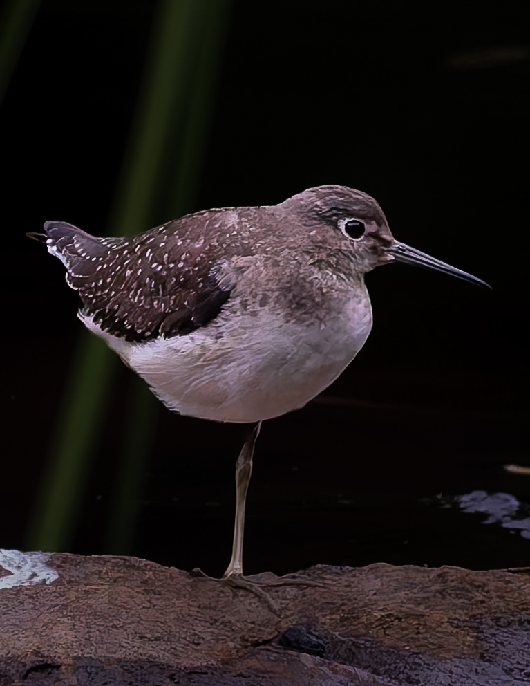 Solitary Sandpiper - September 8, 2026