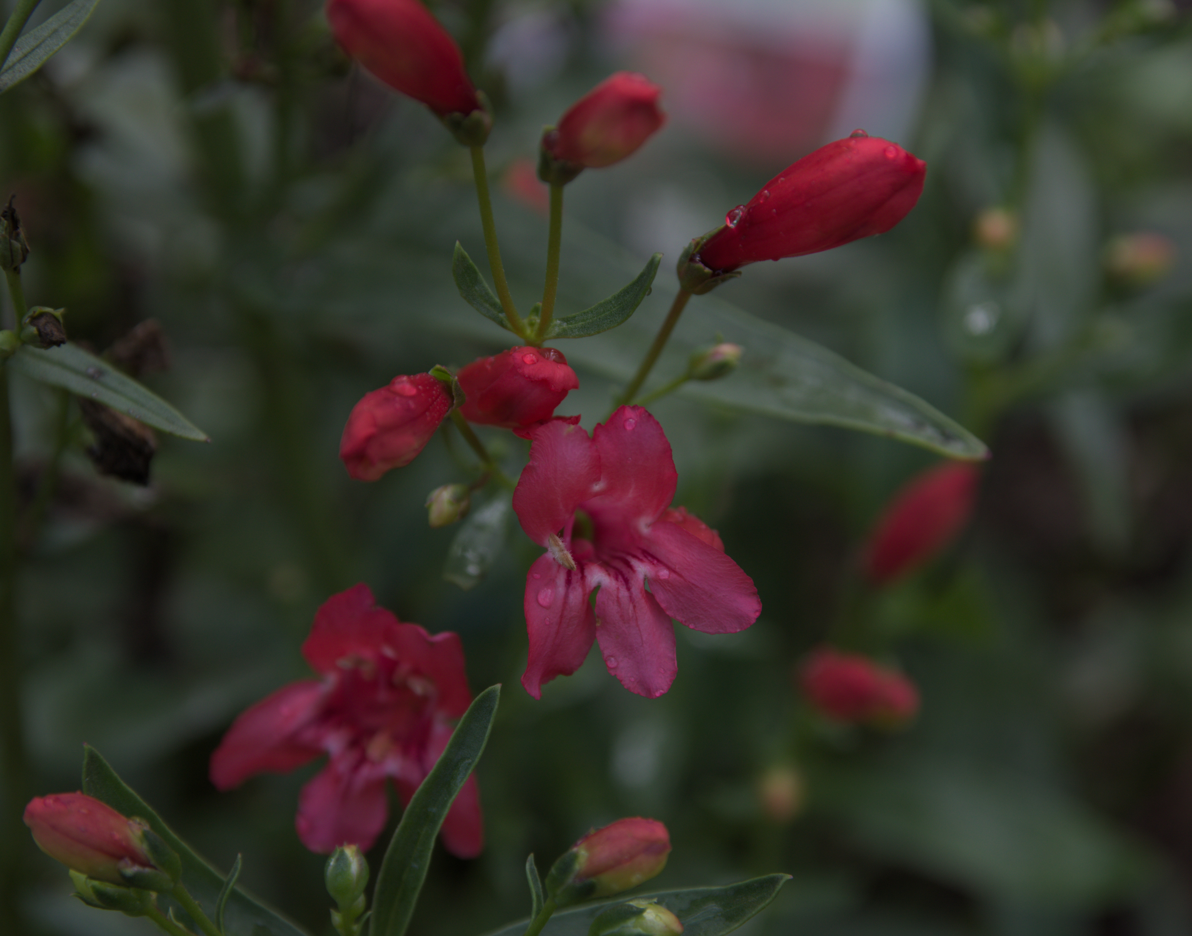 Red Penstemon