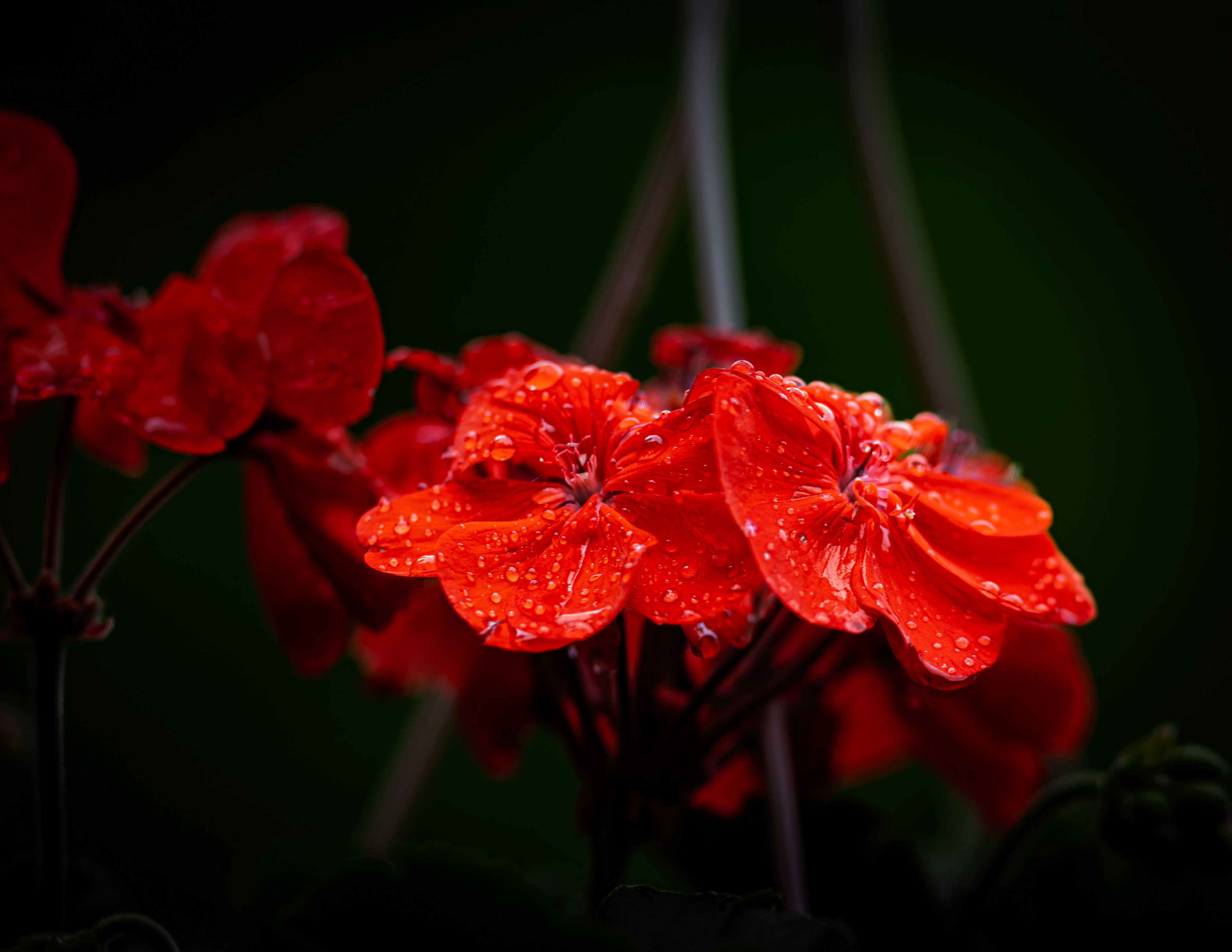 Orange Geranium