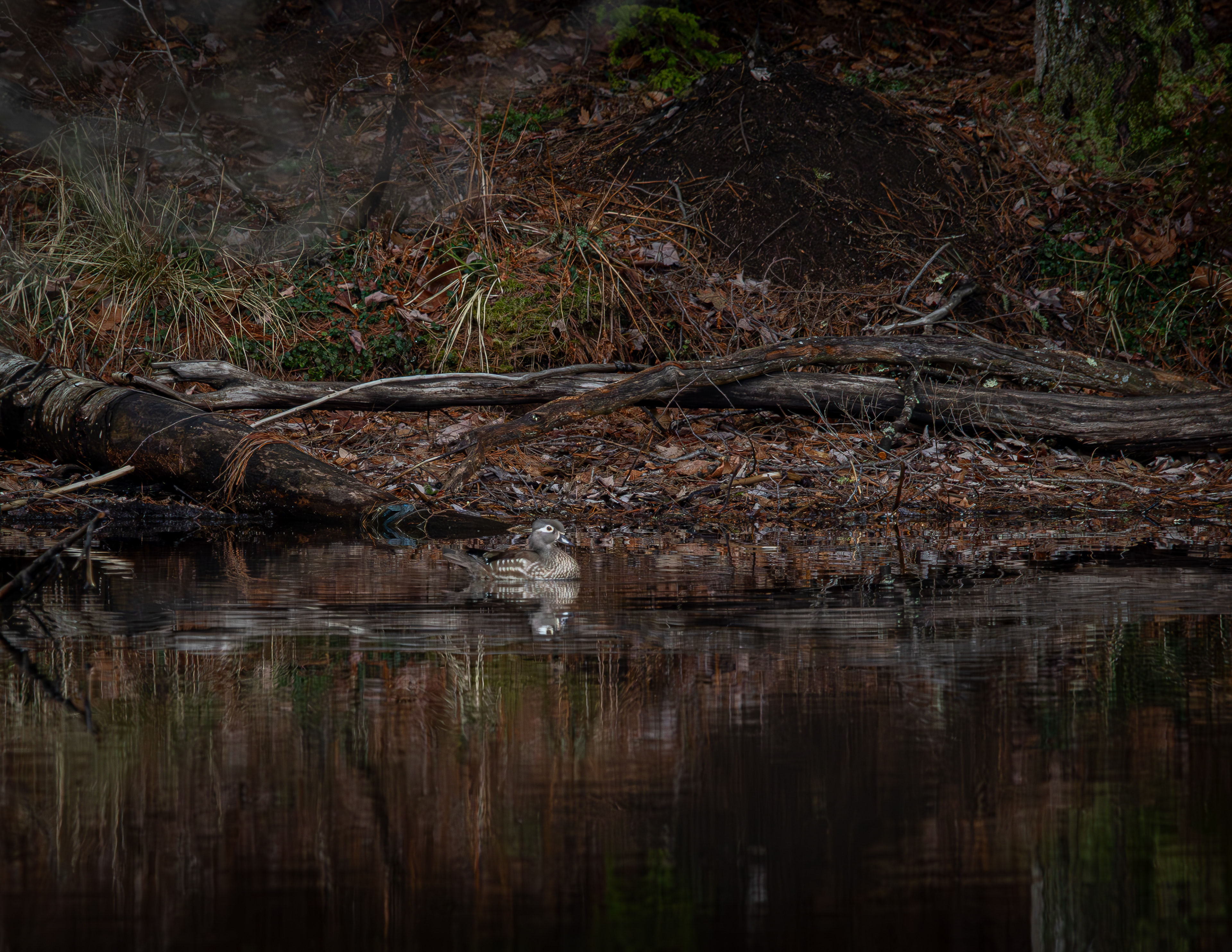 Female Wood Duck at Shellcamp No2