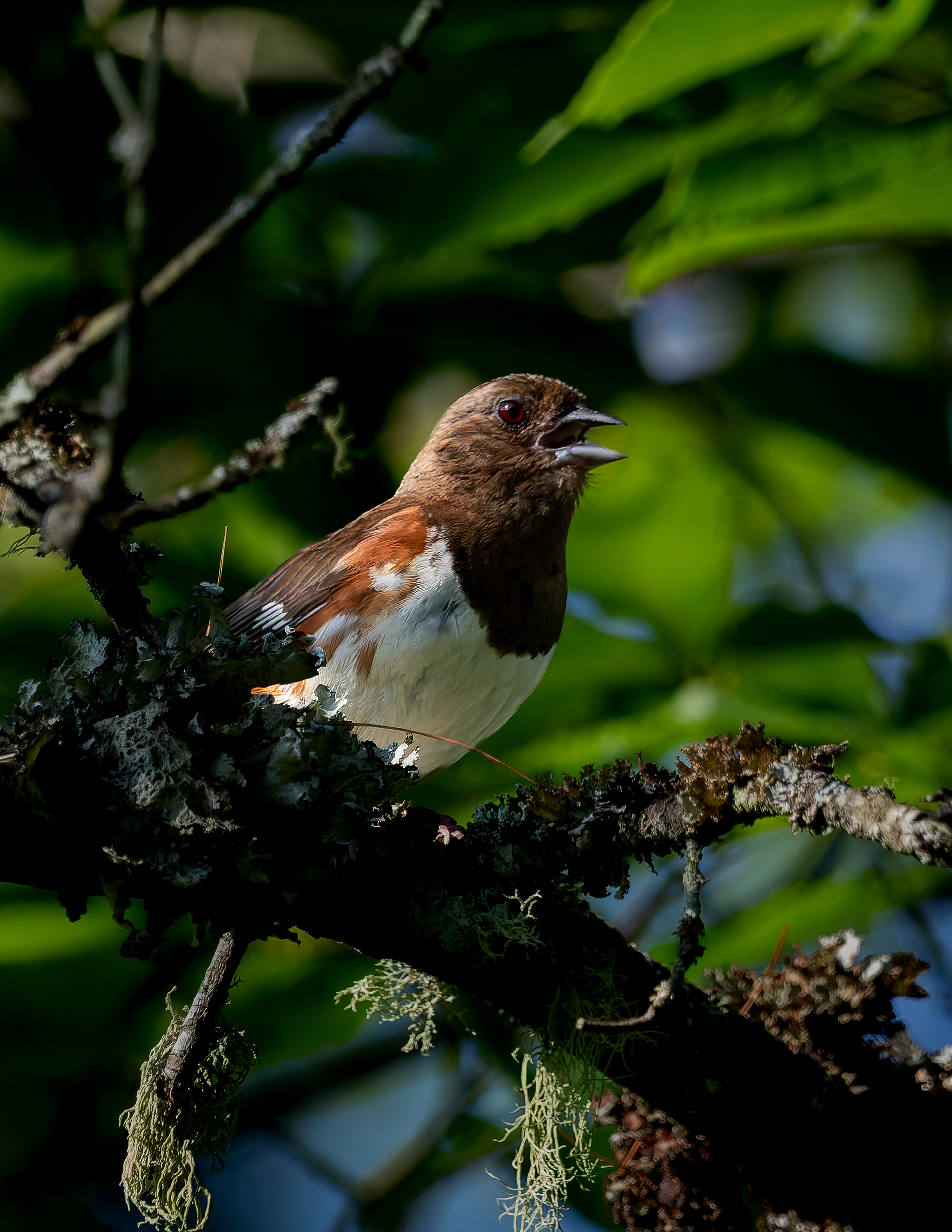 Female Eastern Towhee No2
