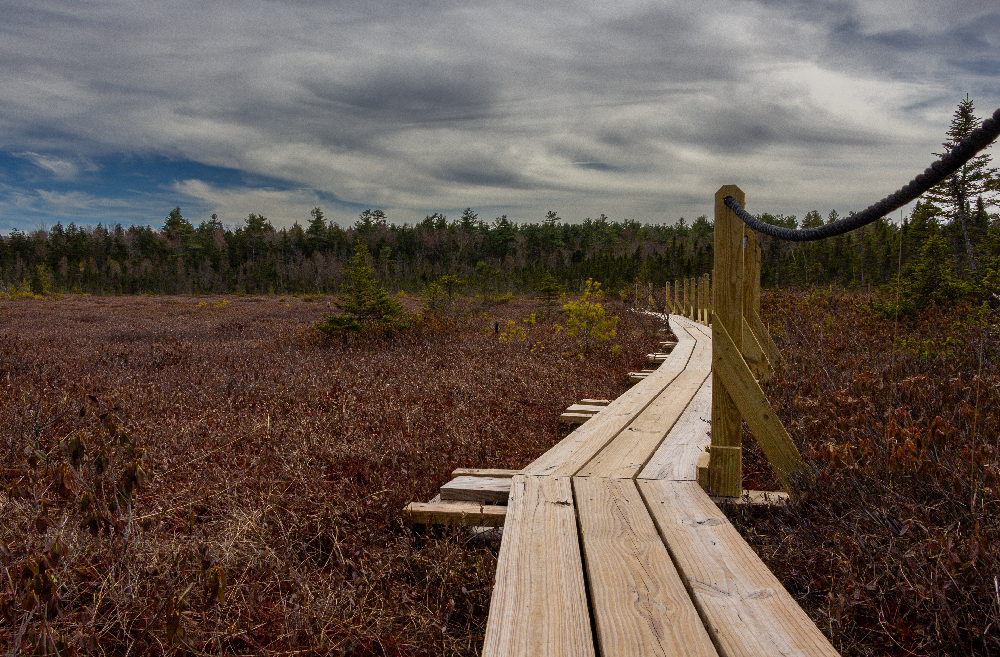 Bog Trail No5