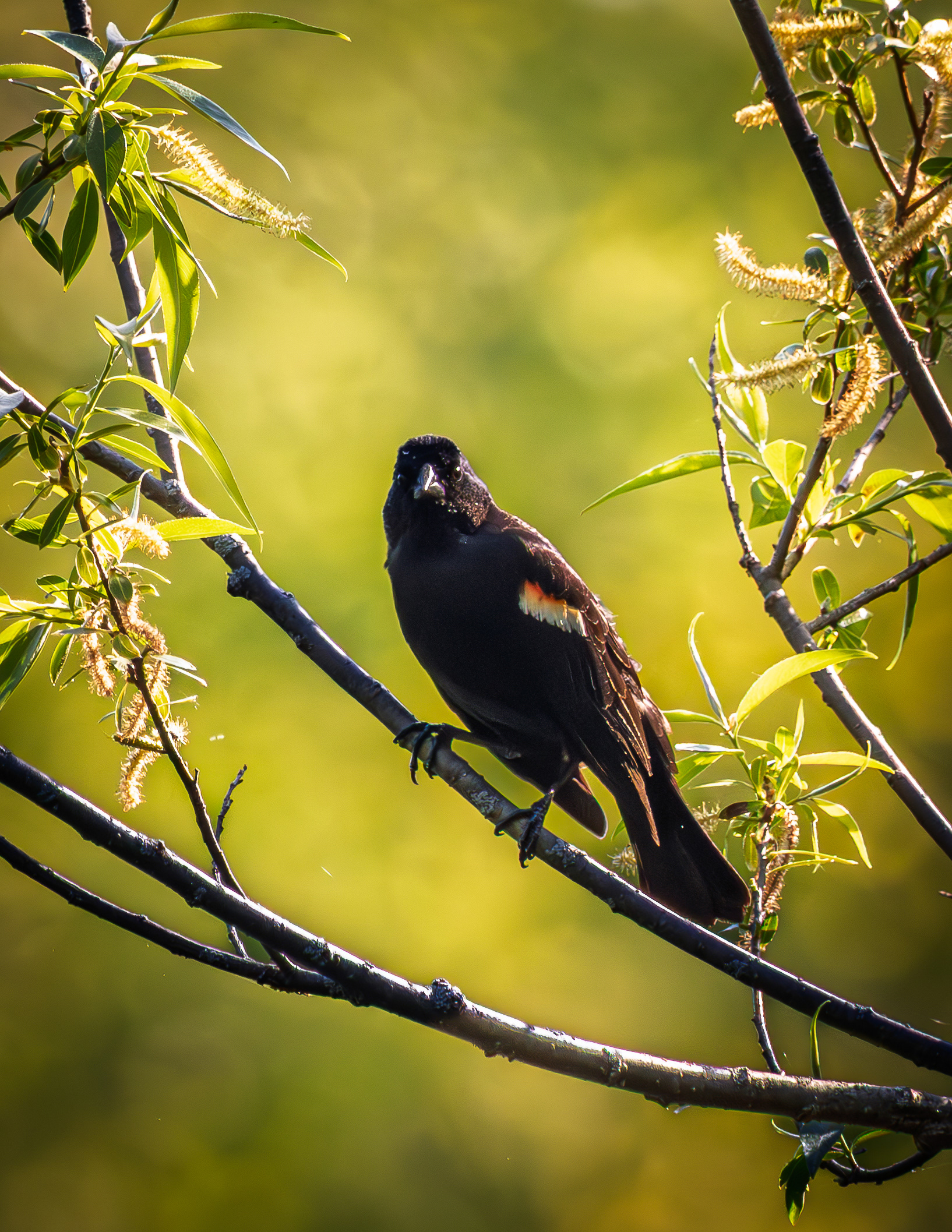 Male Red-winged Blackbird