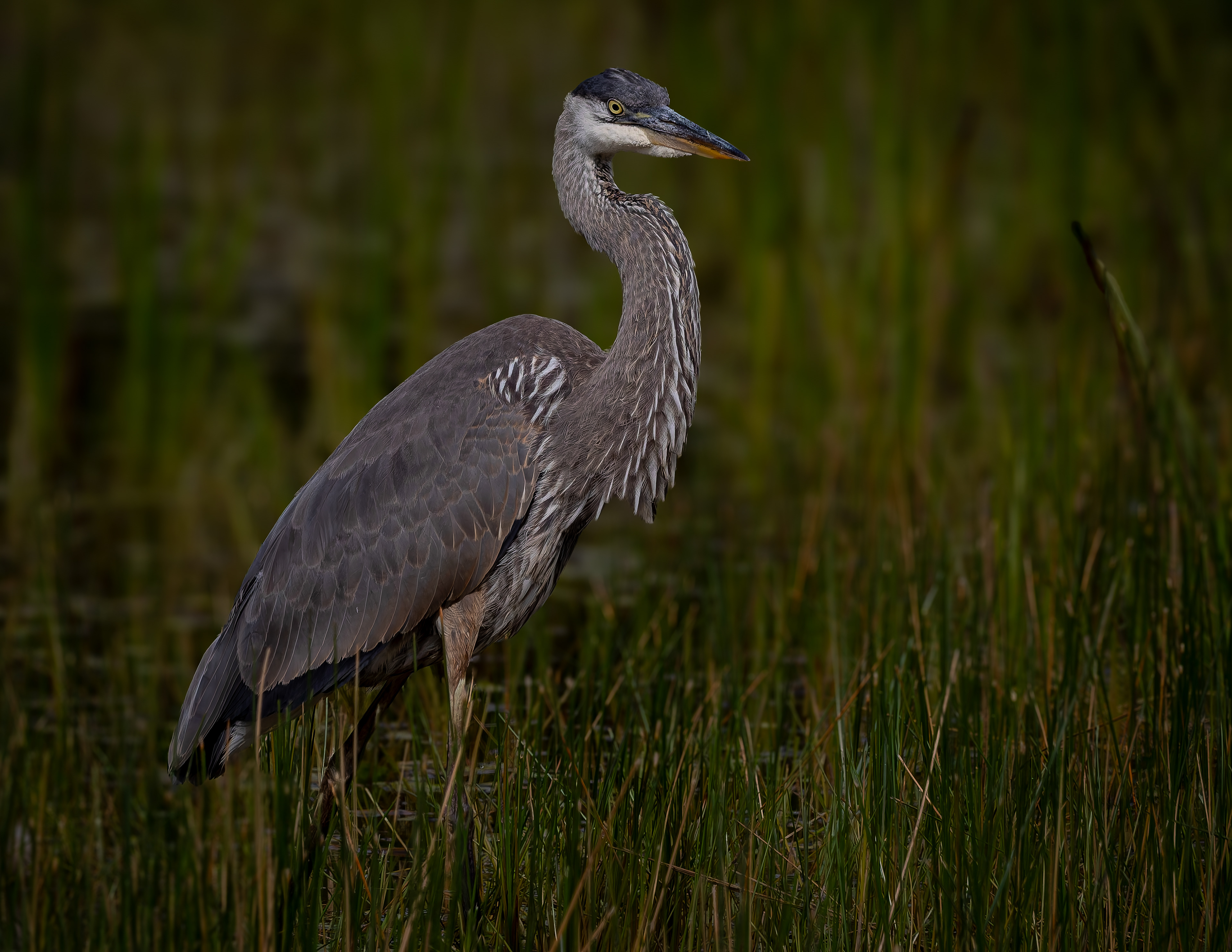 Great Blue Heron No12