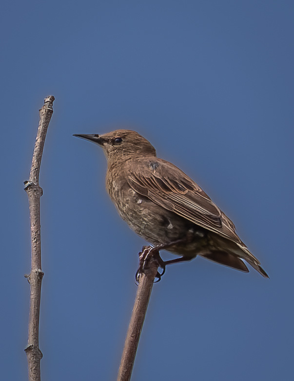 European Starling