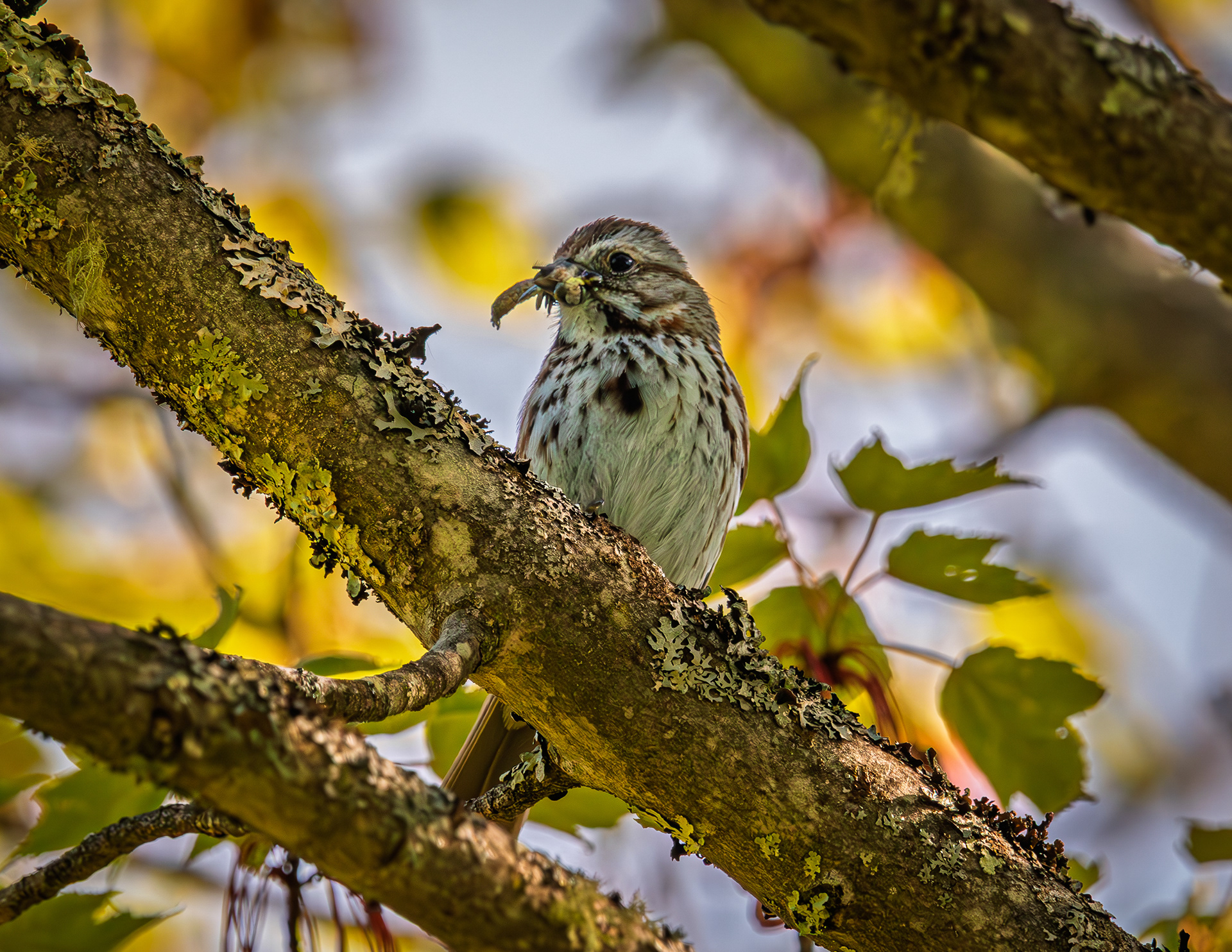 Song Sparrow No2