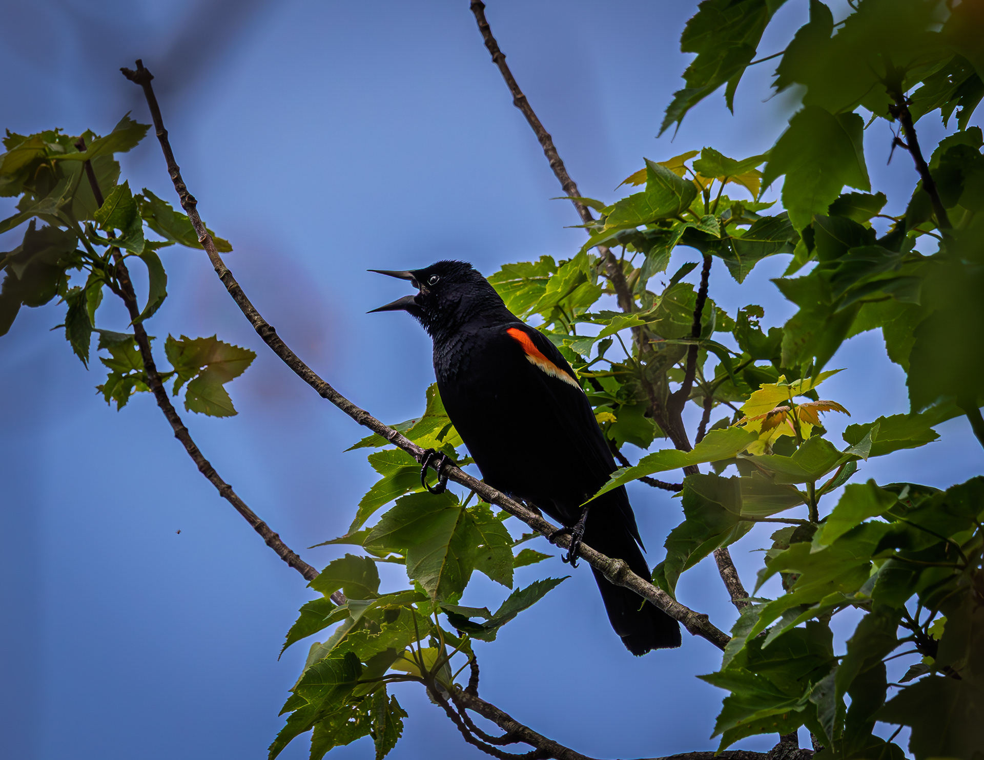 Male Red-winged Blackbird