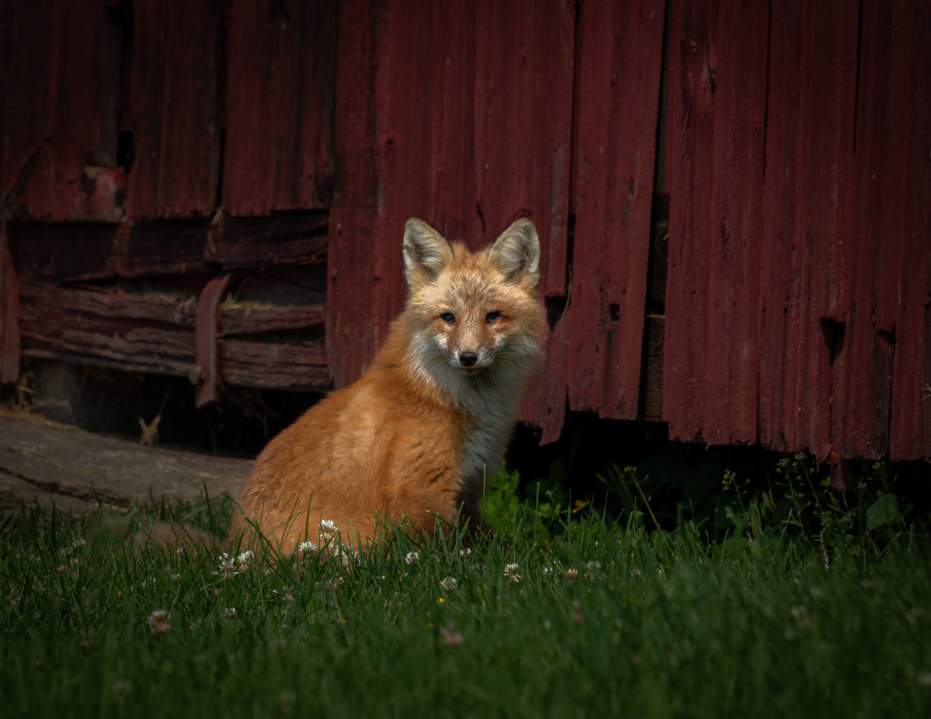 Fox at CSV No3