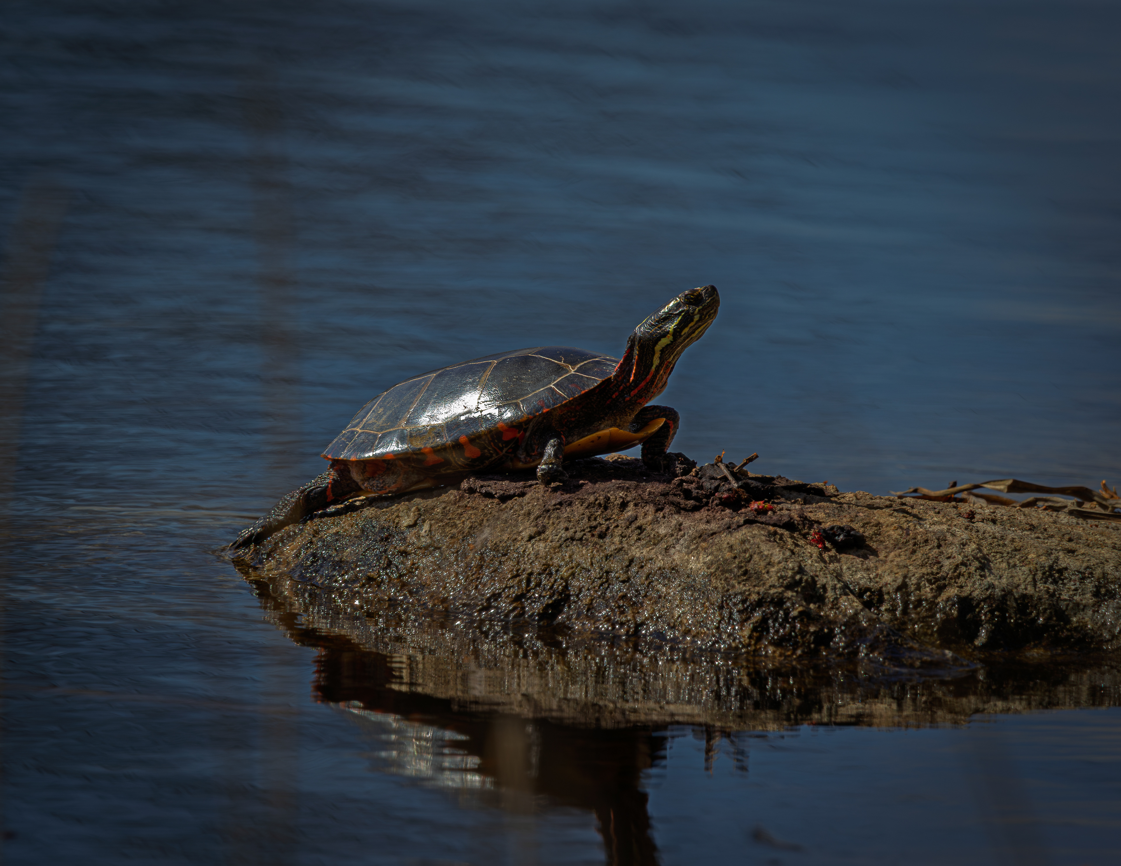 Turtle at CSV
