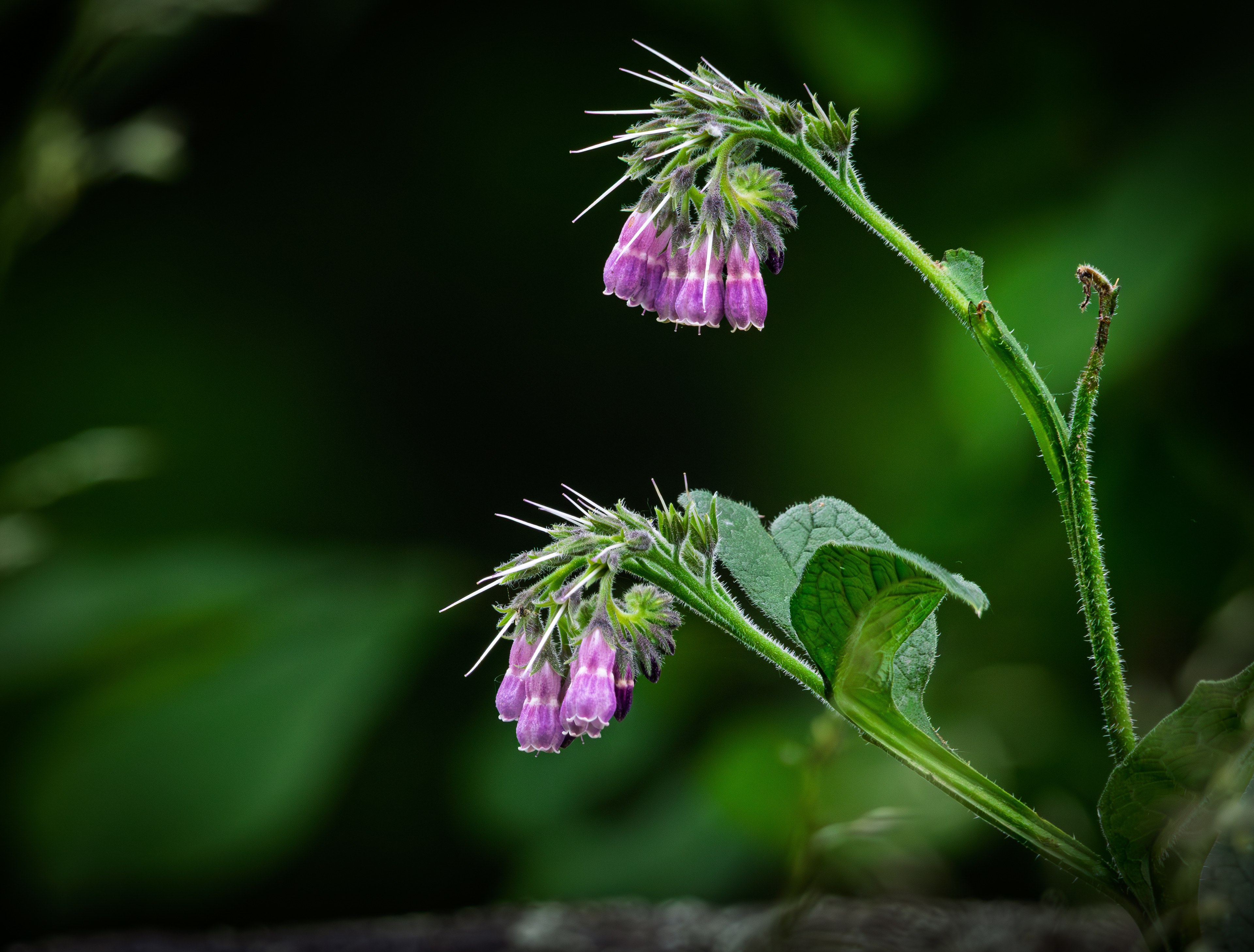 Wild Comfrey