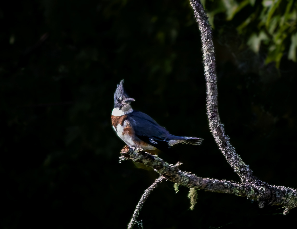 Belted Kingfisher No1