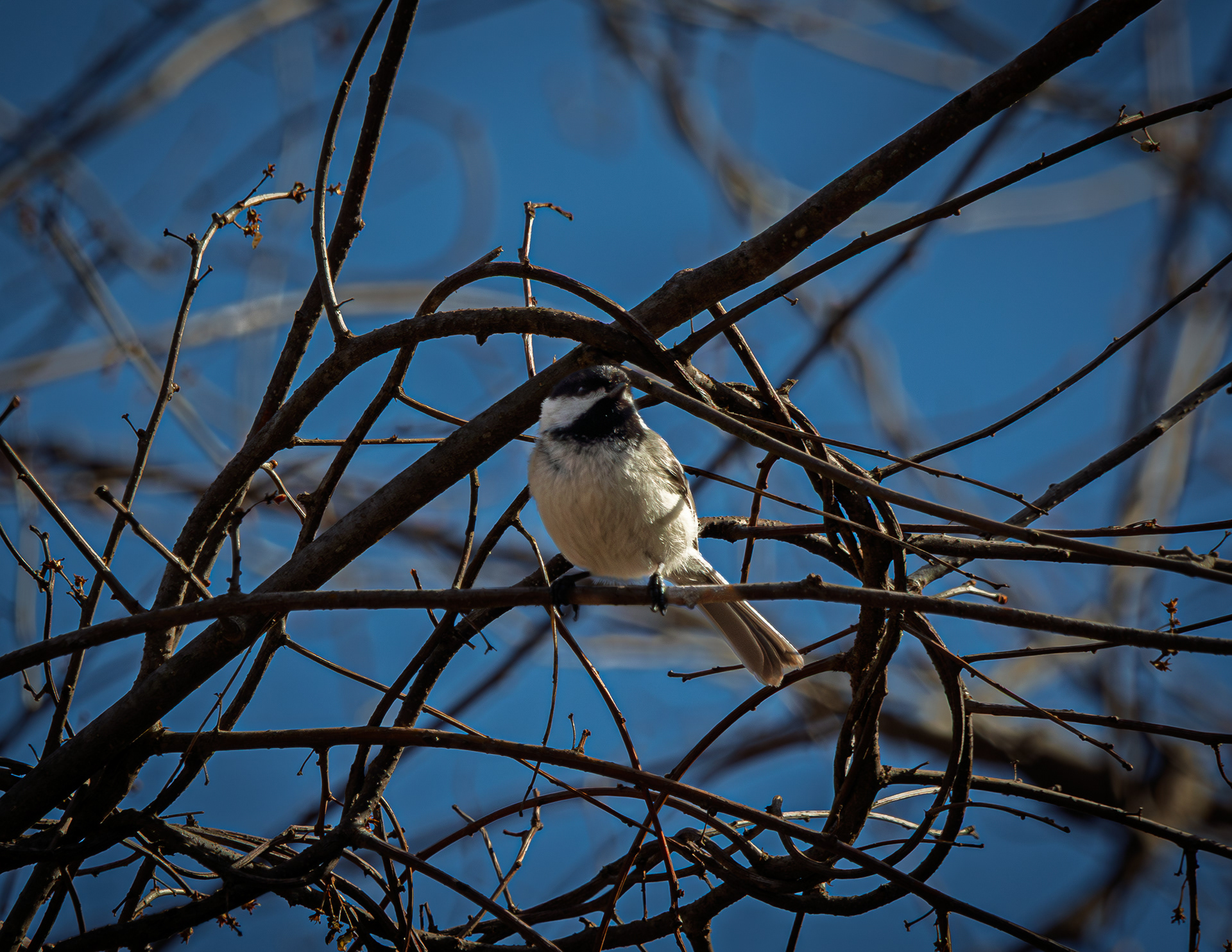 Chickadee at CSV