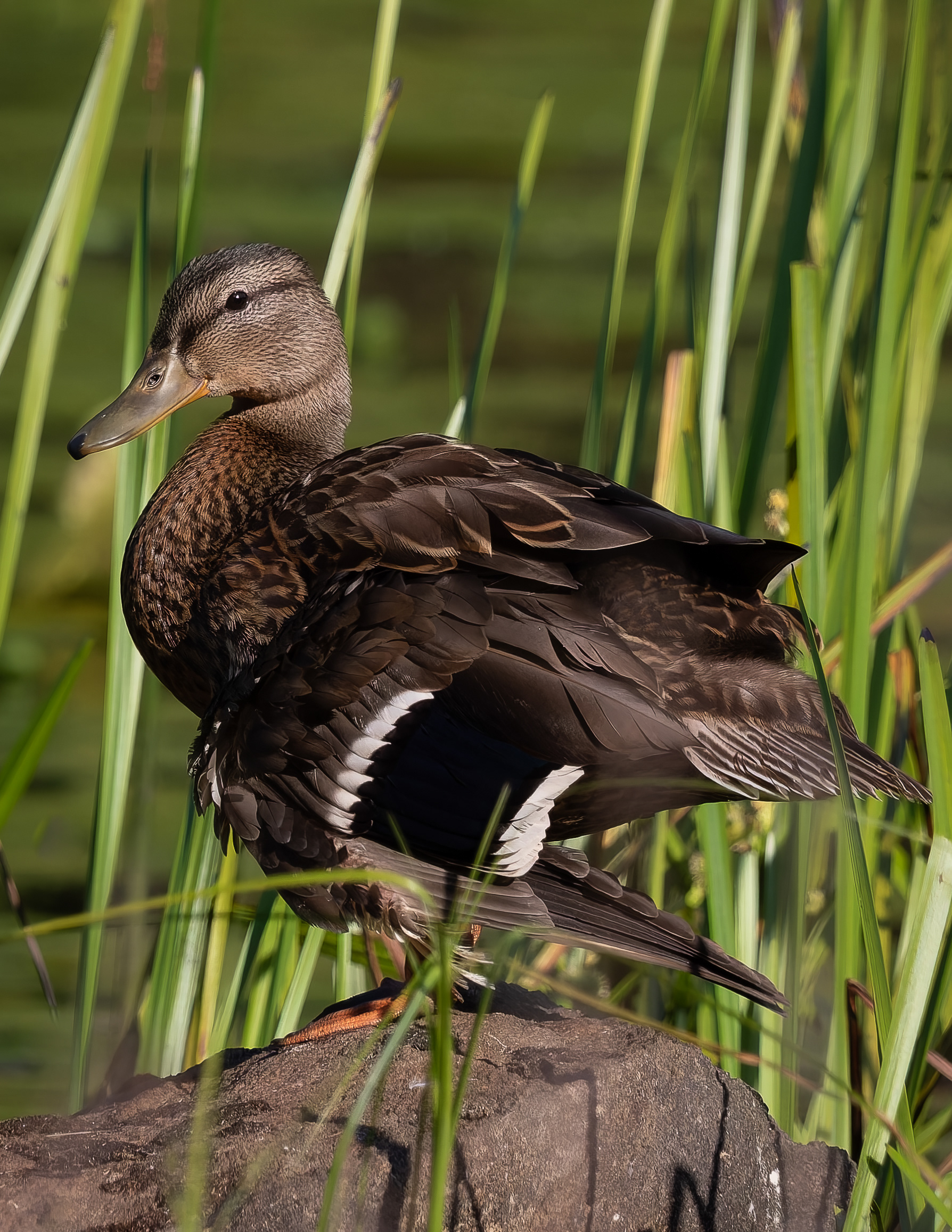 American Black Duck No1