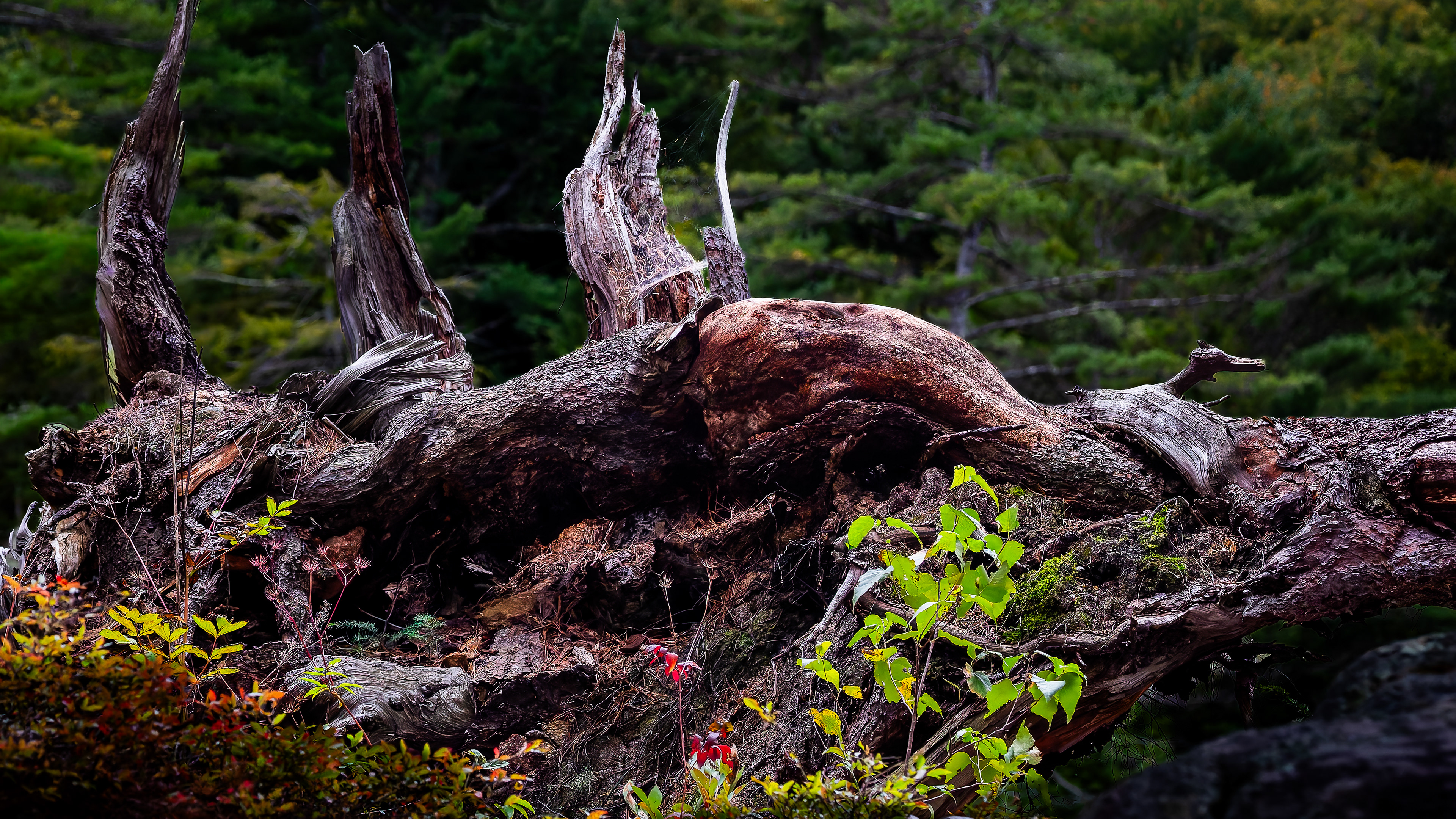 Fallen Log in Color