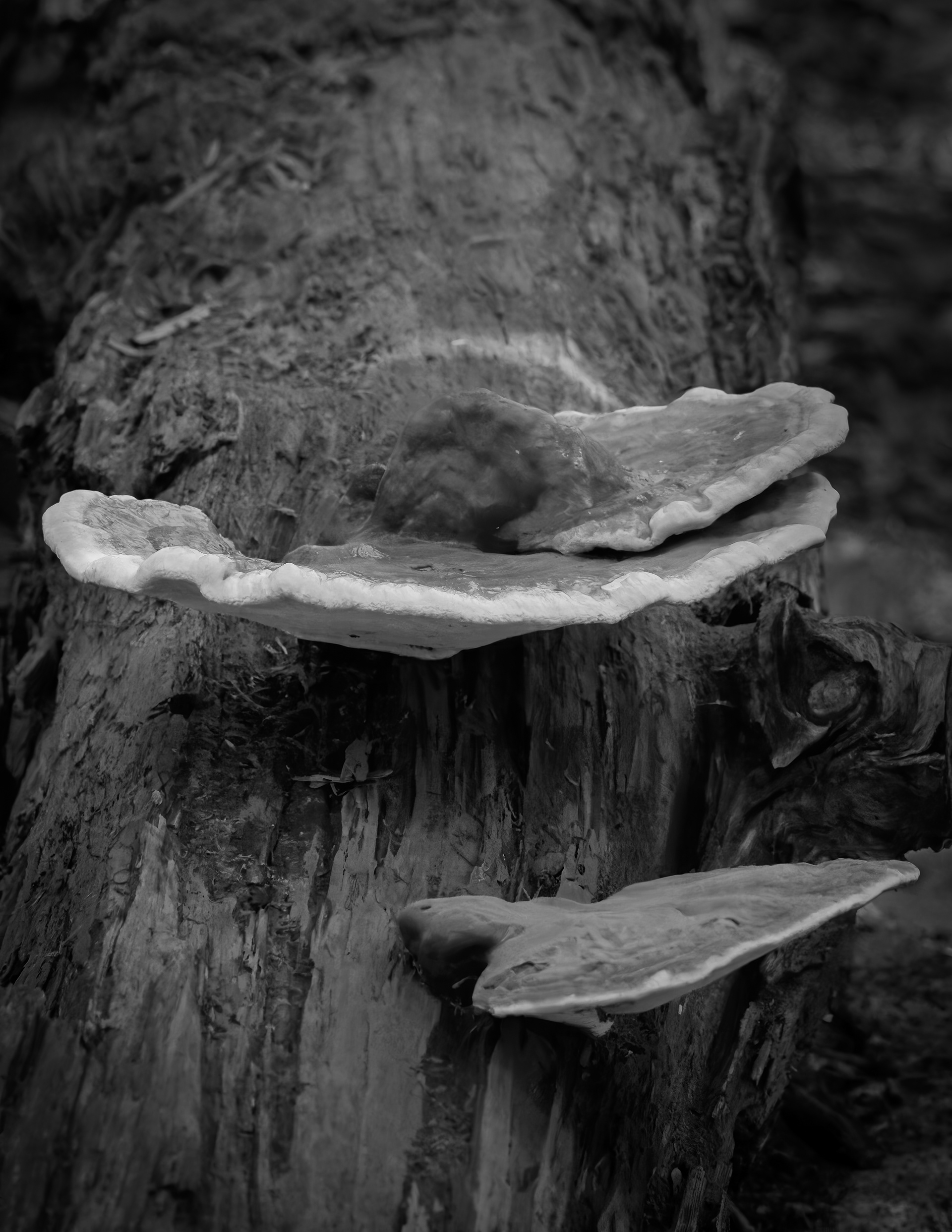 Fungus No3