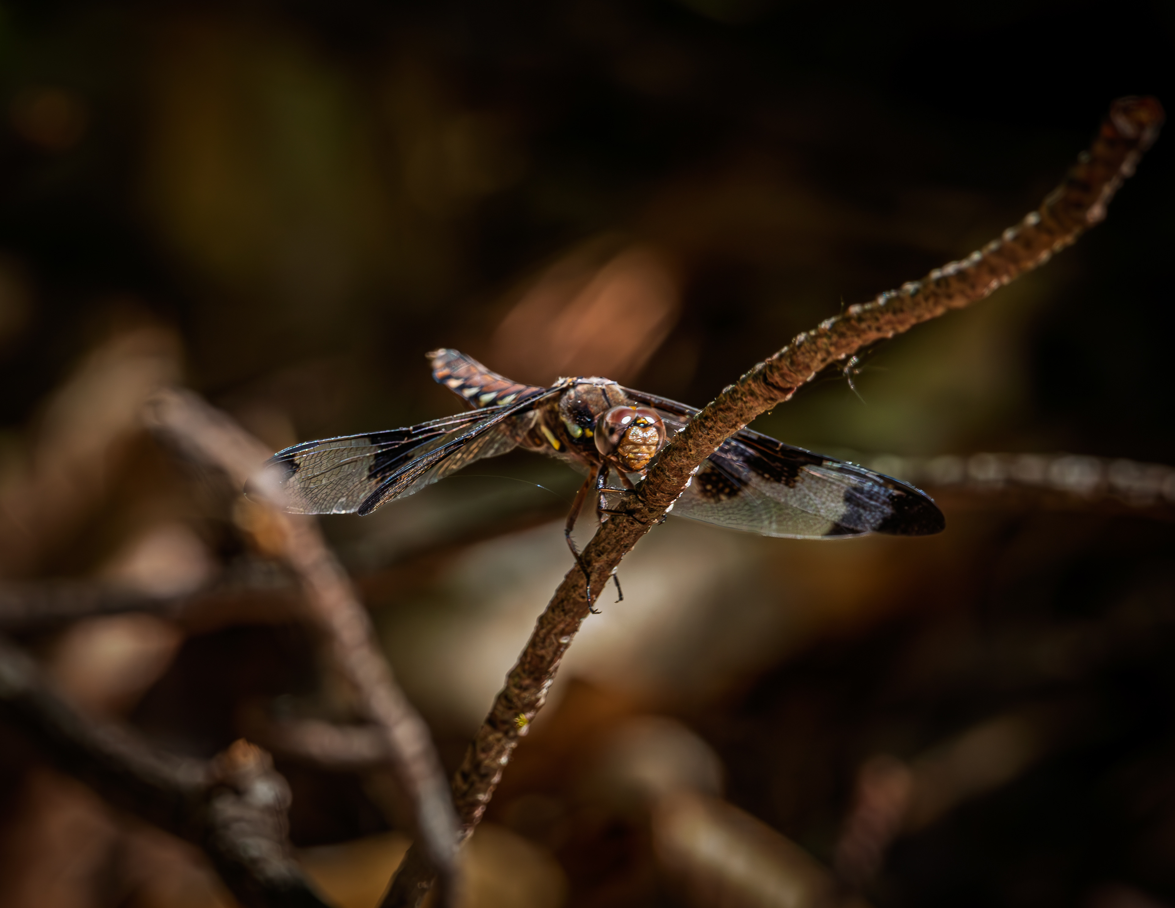 Dragonfly No2