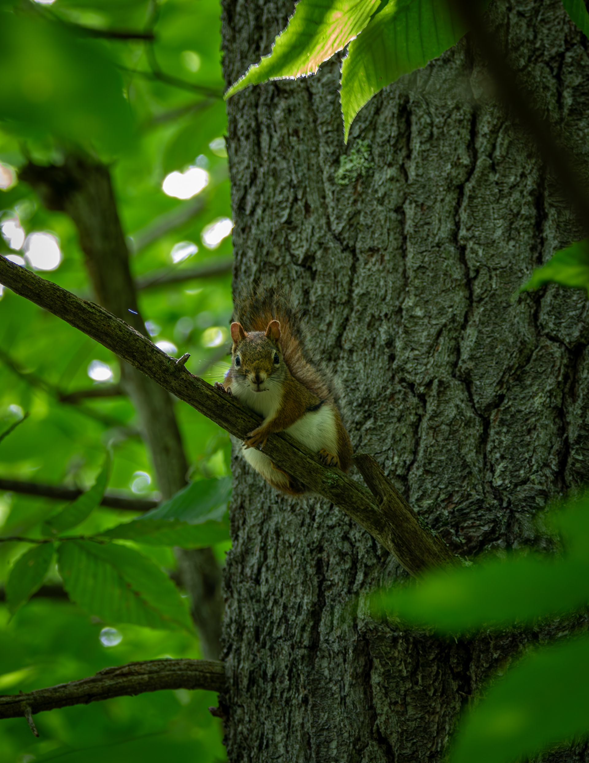 Red Squirrel at the Loon Center