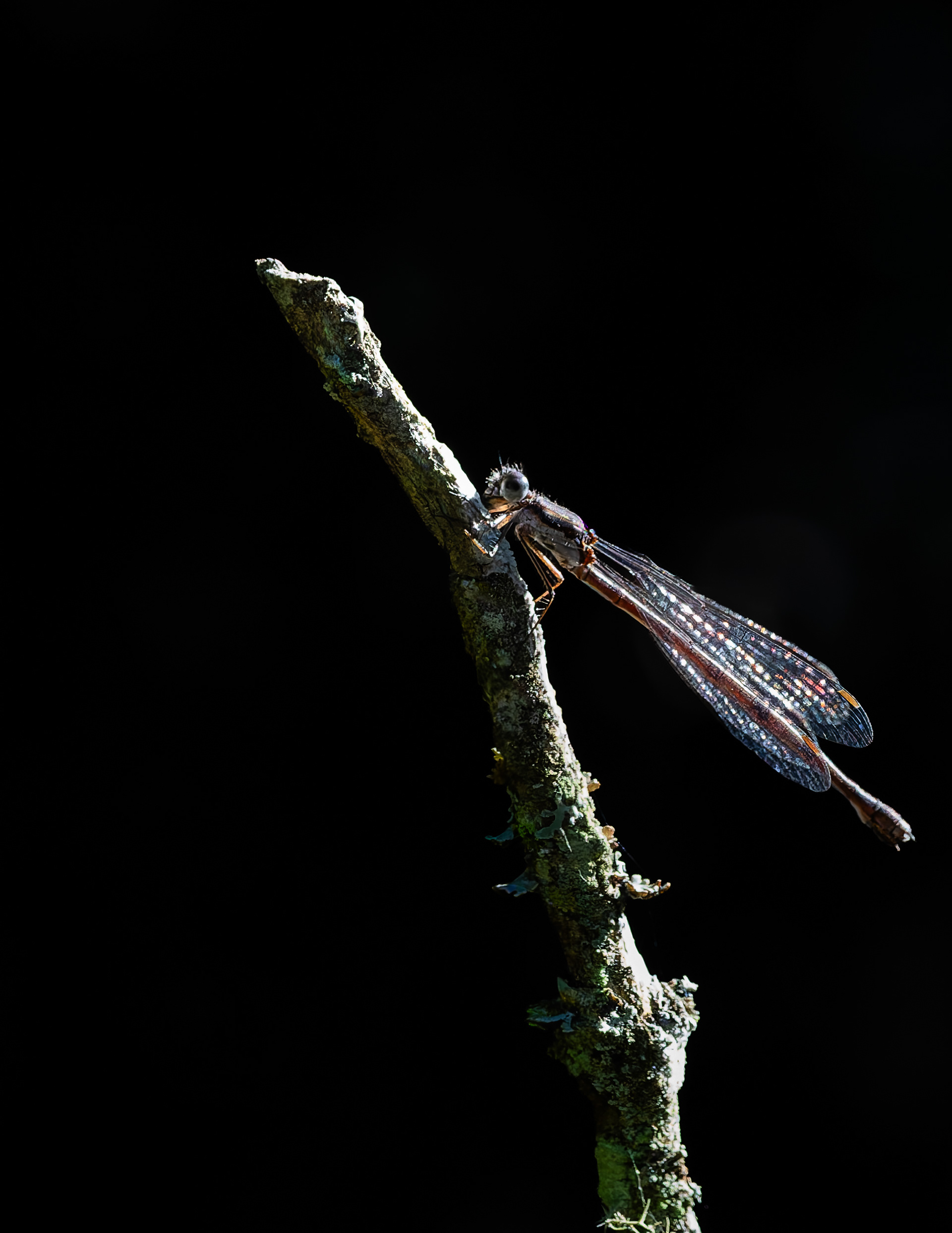 Damselfly - September 10, 2026