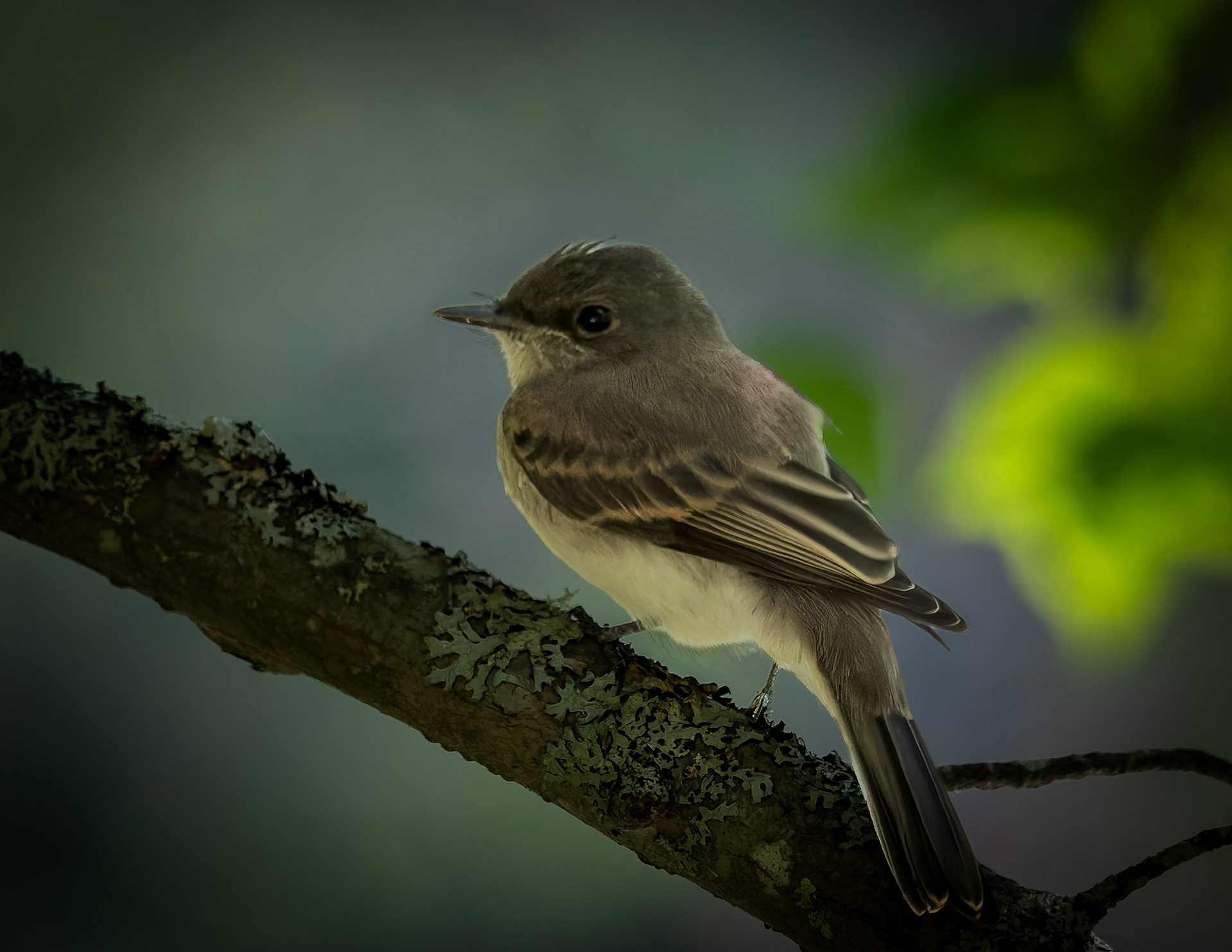 Eastern Wood Peewee No2