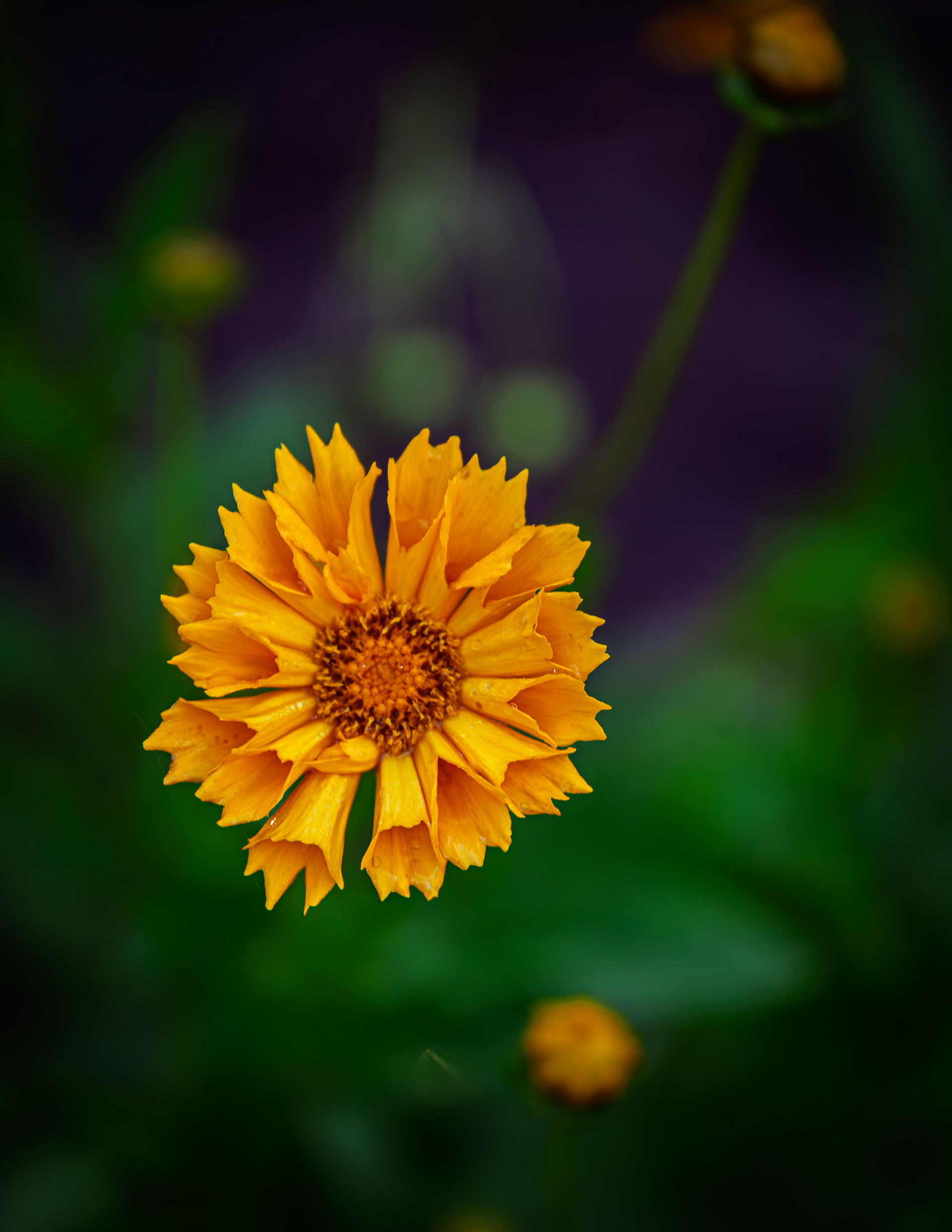 Coreopsis