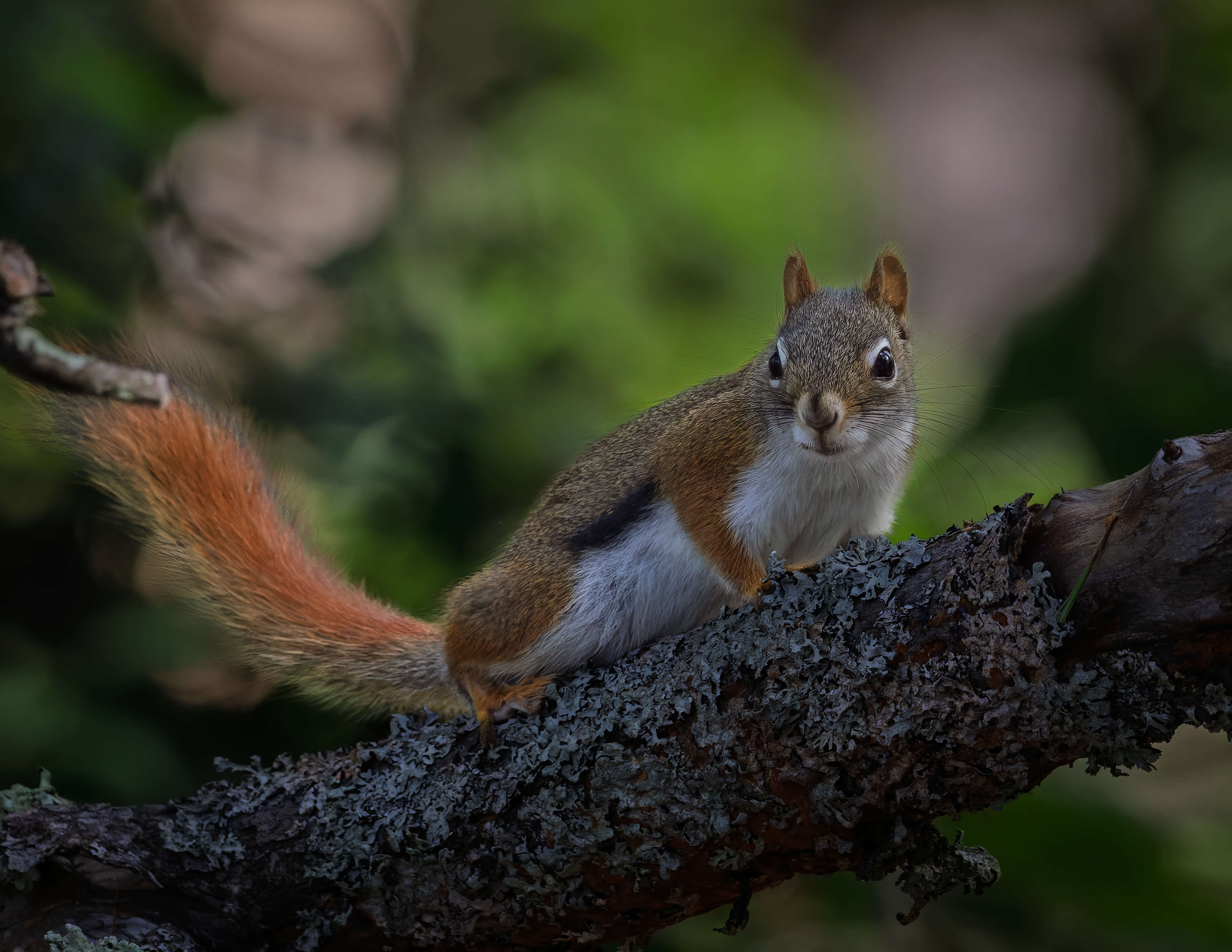 Red Squirrel No1