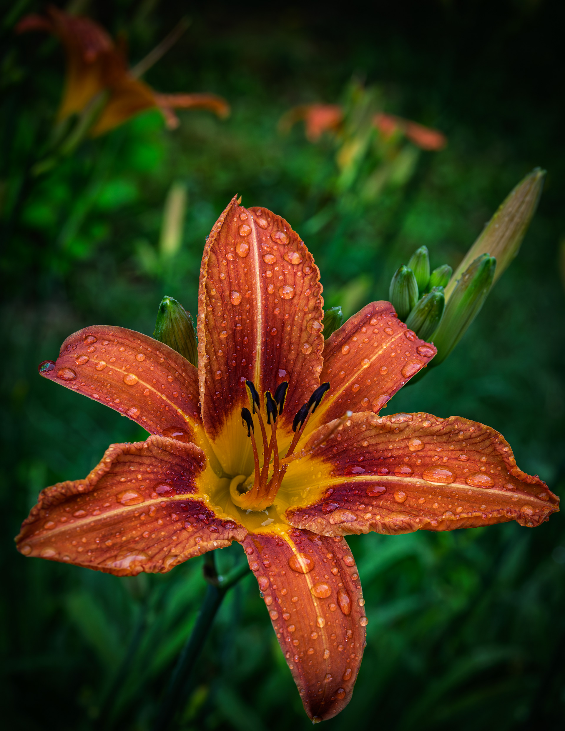 Tiger Lily No2