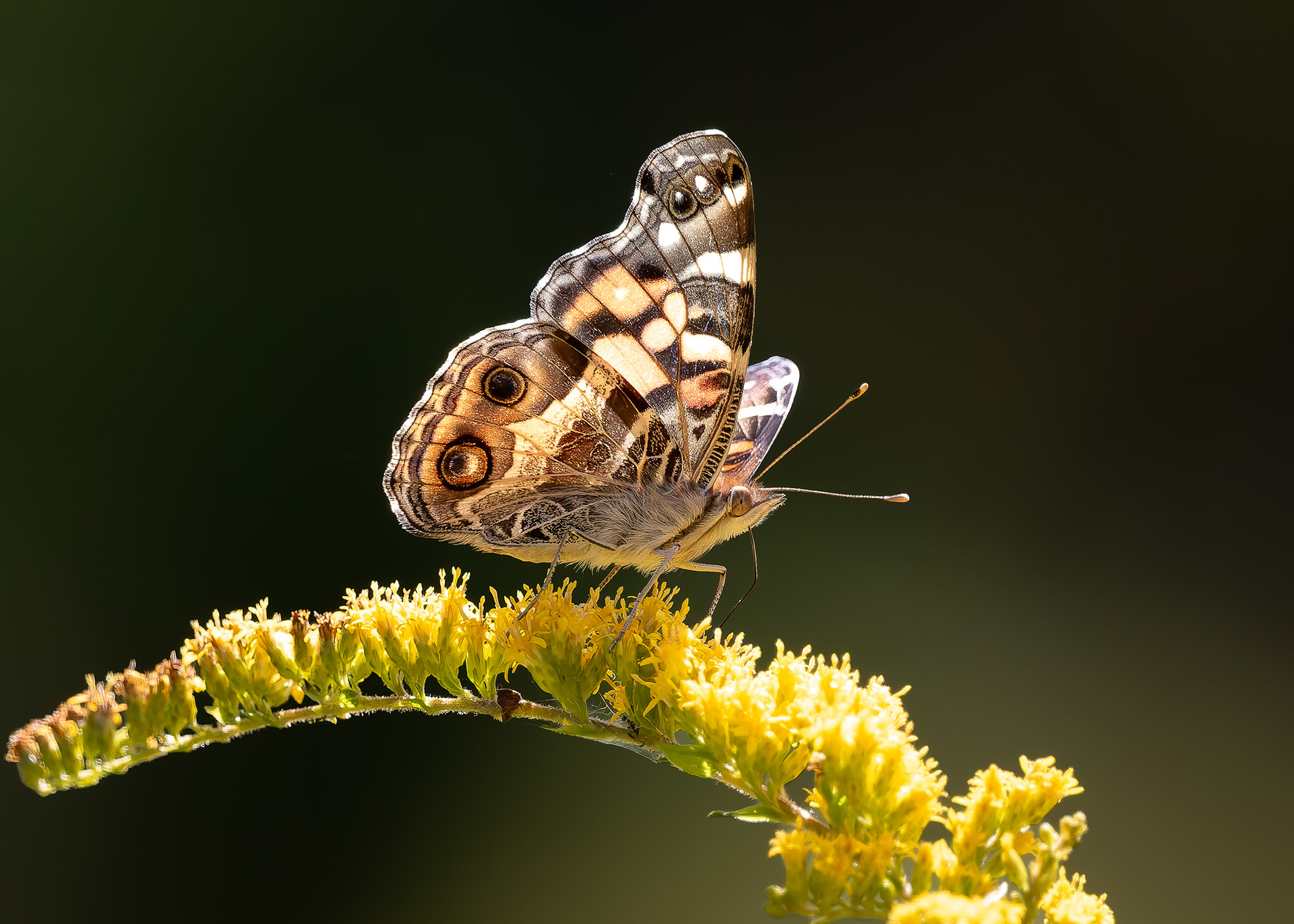 American Lady Butterfly