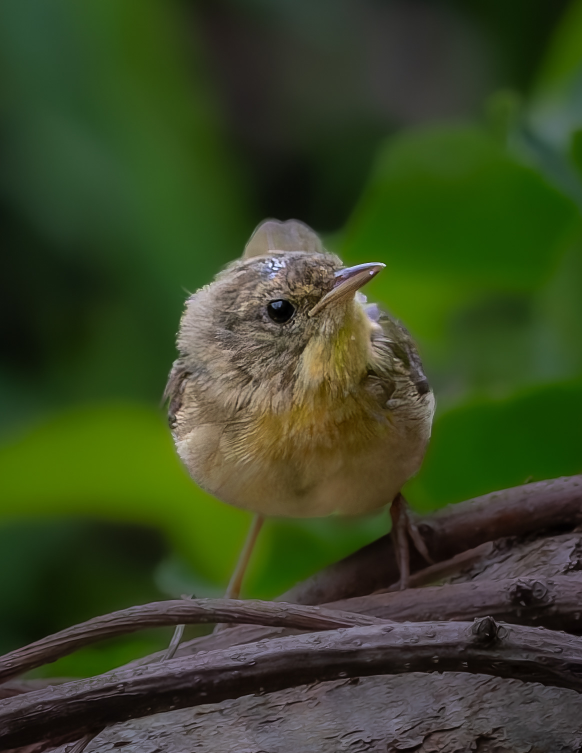 Common Yellowthroat