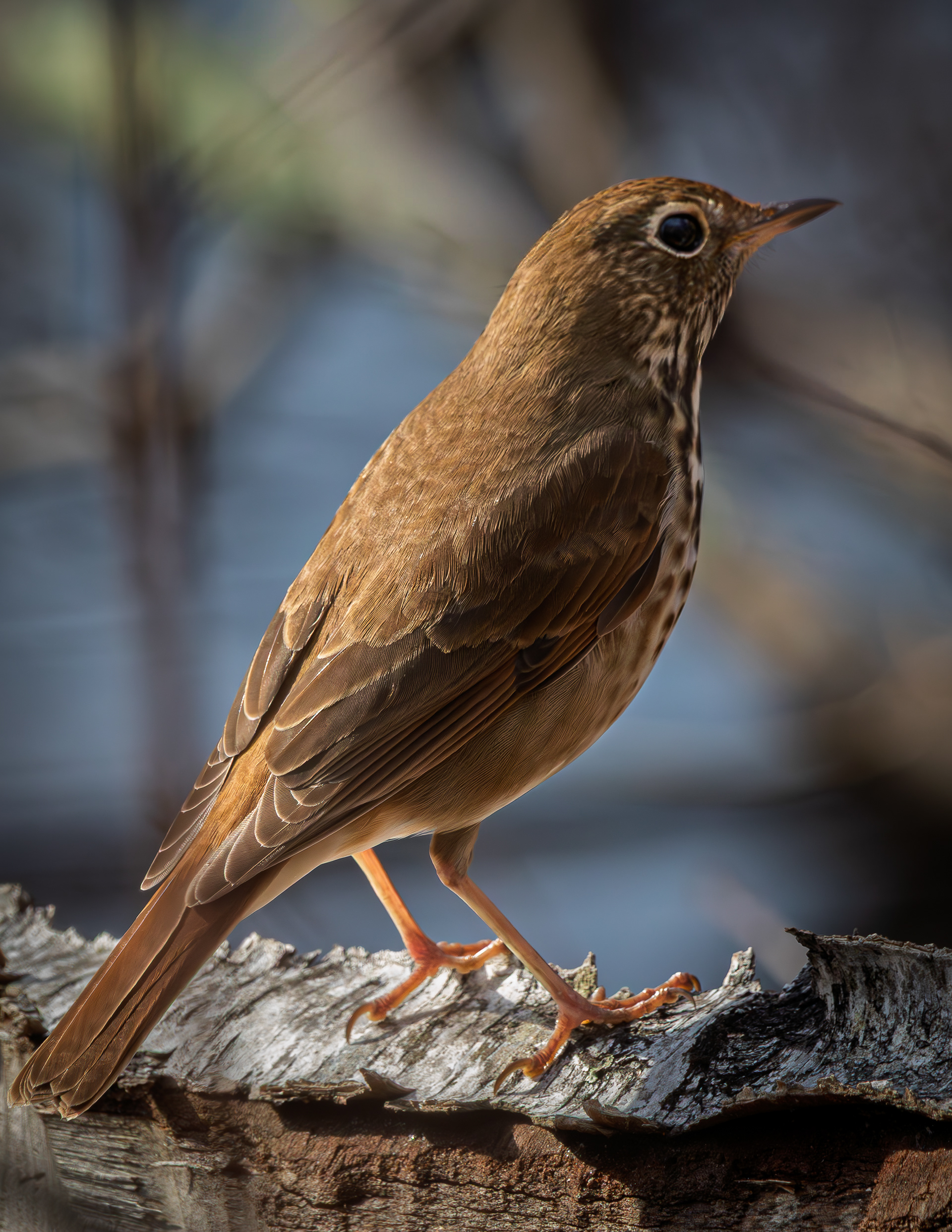 Wood Thrush No2