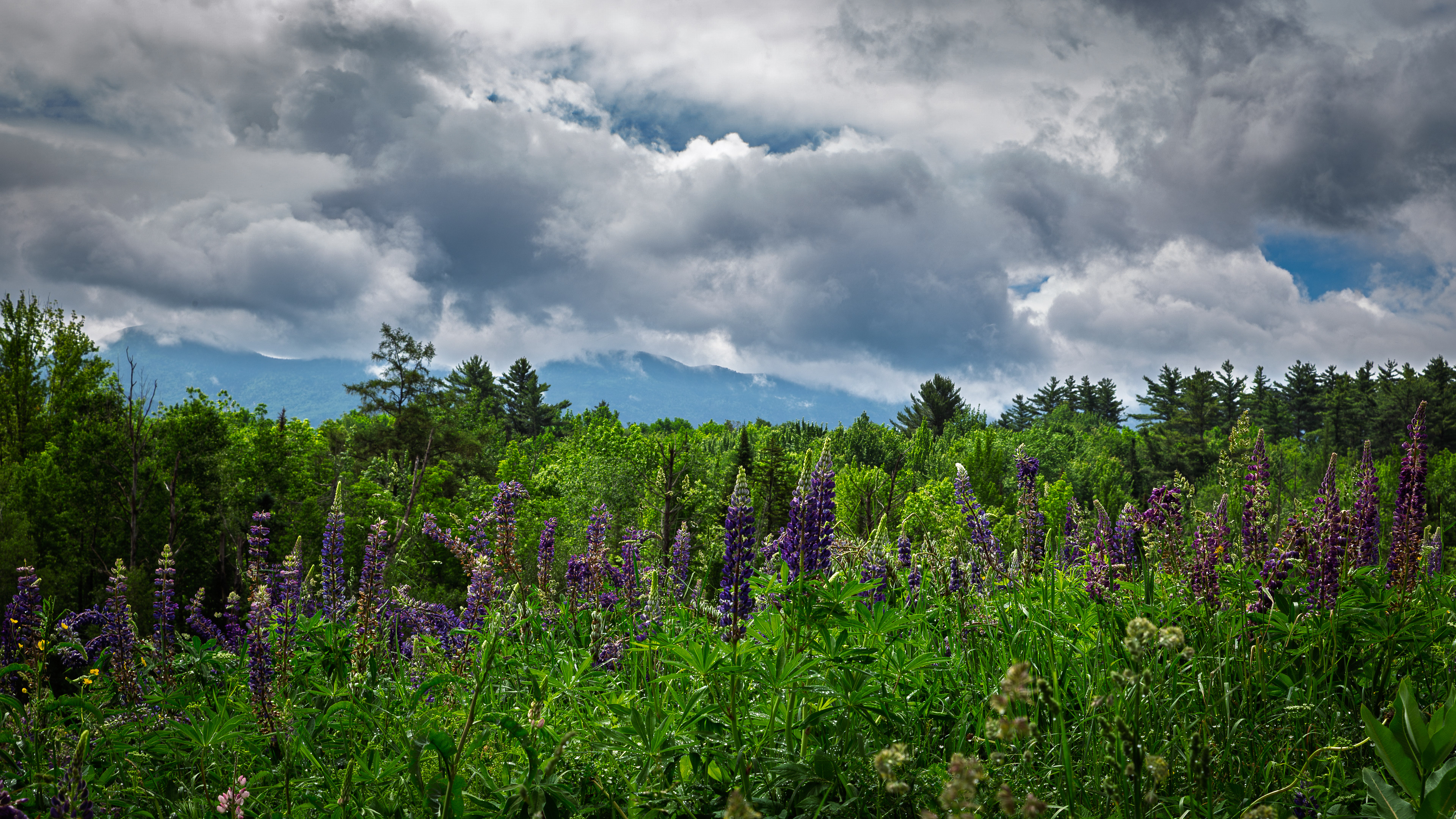 Sugar Hill Lupines No4