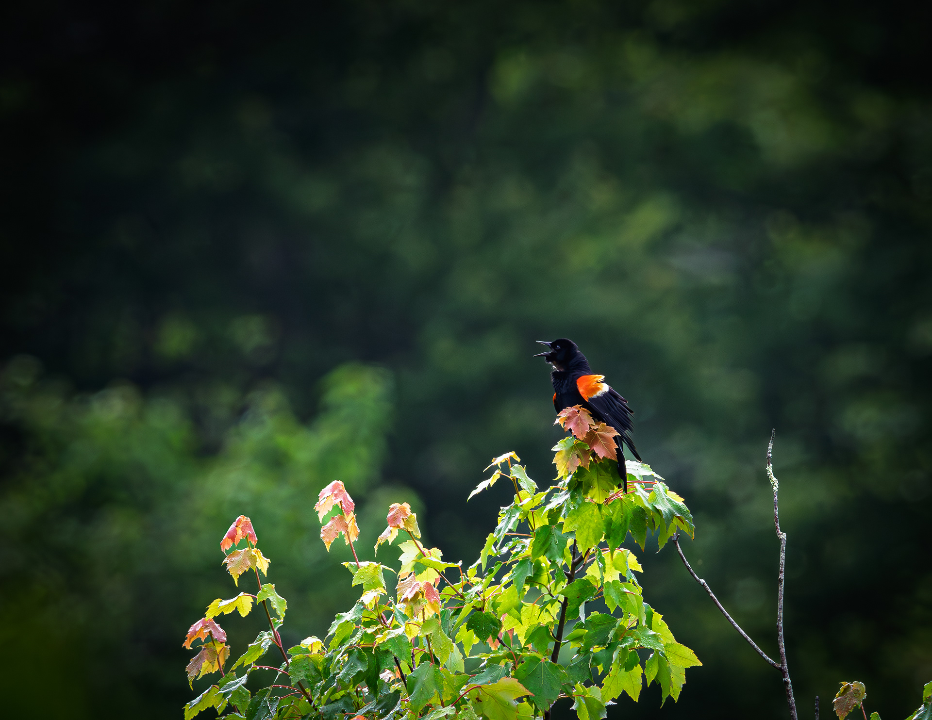 Male Red-winged Blackbird No5
