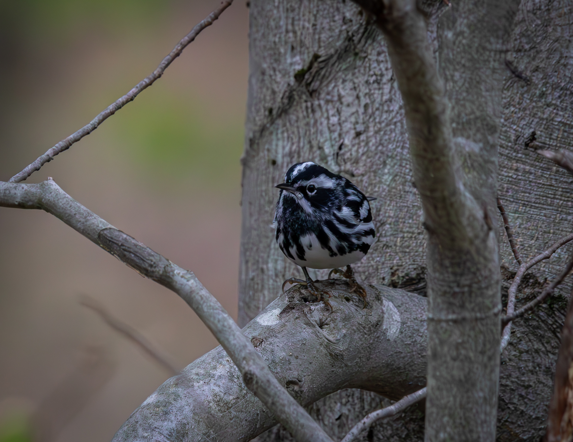 Black-and-white Warbler - May 7, 2026