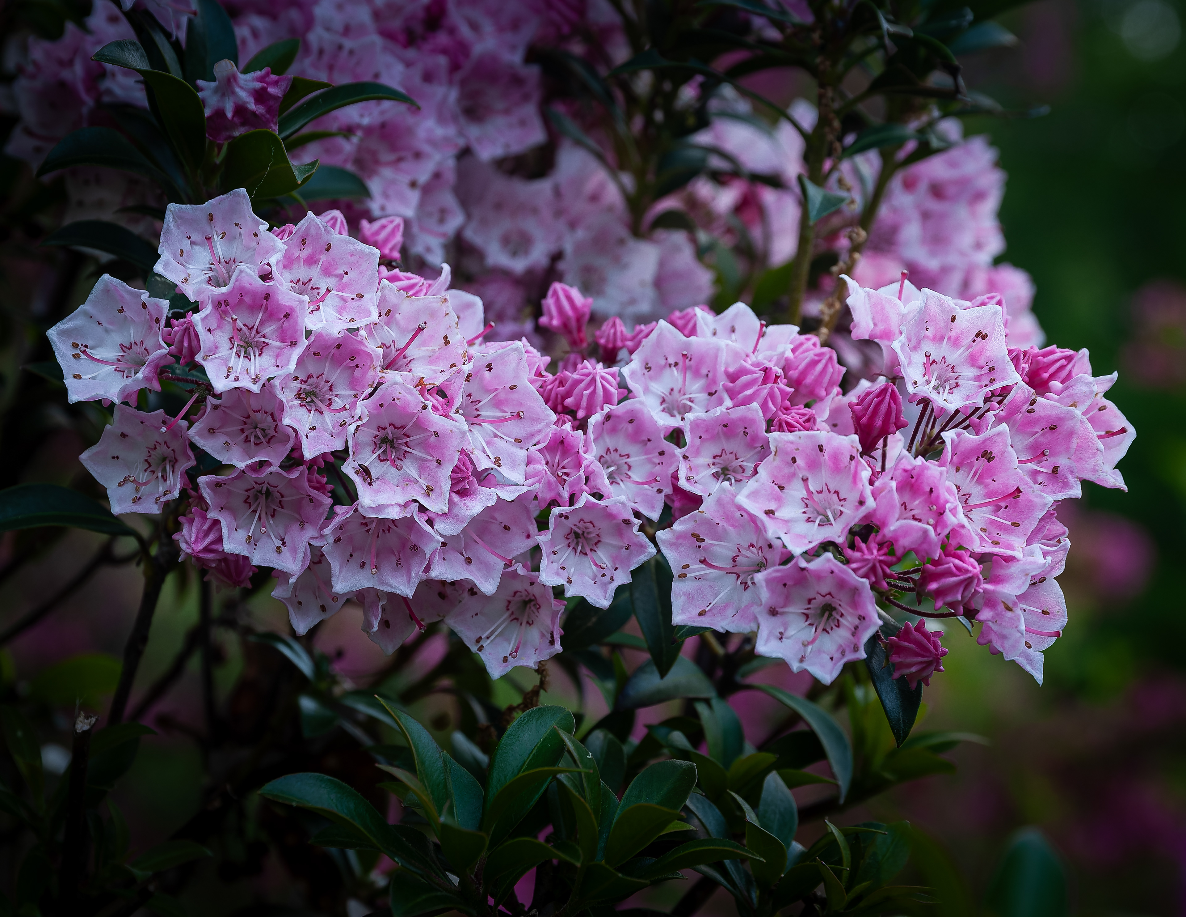 Mountain Laurel